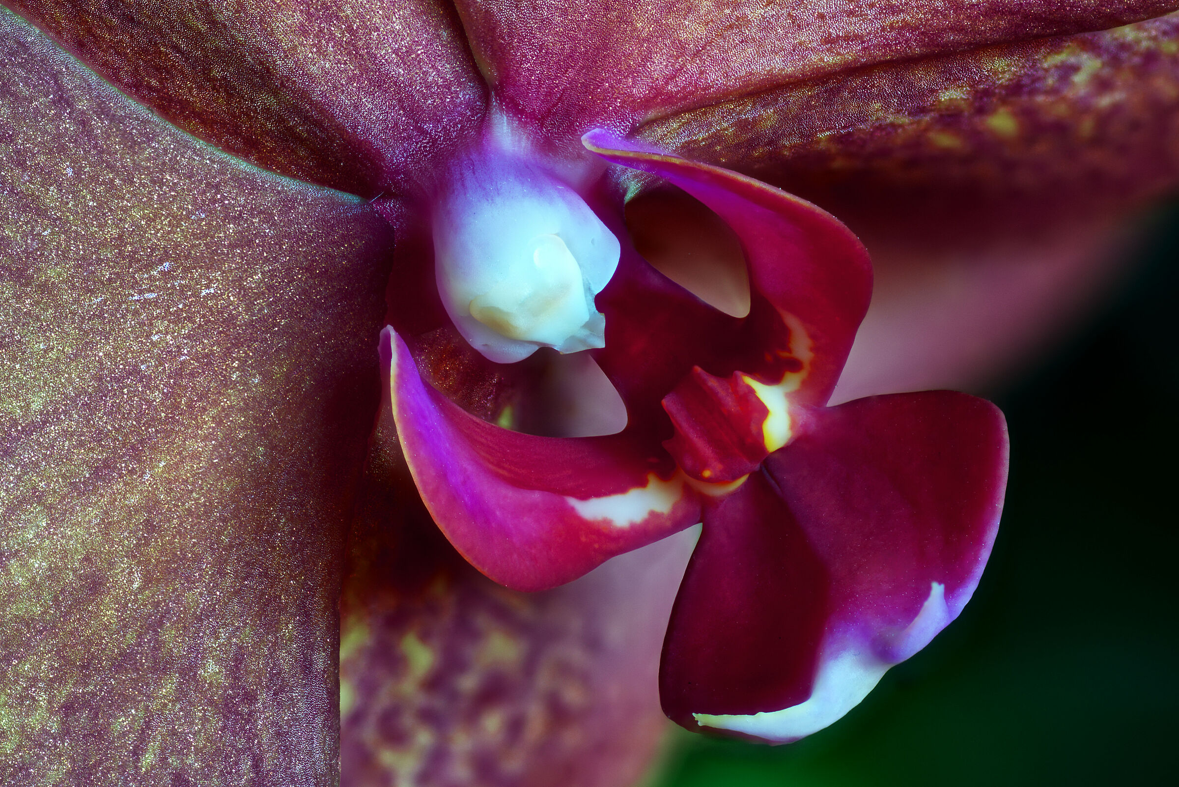 Phalaenopsis (detail)...