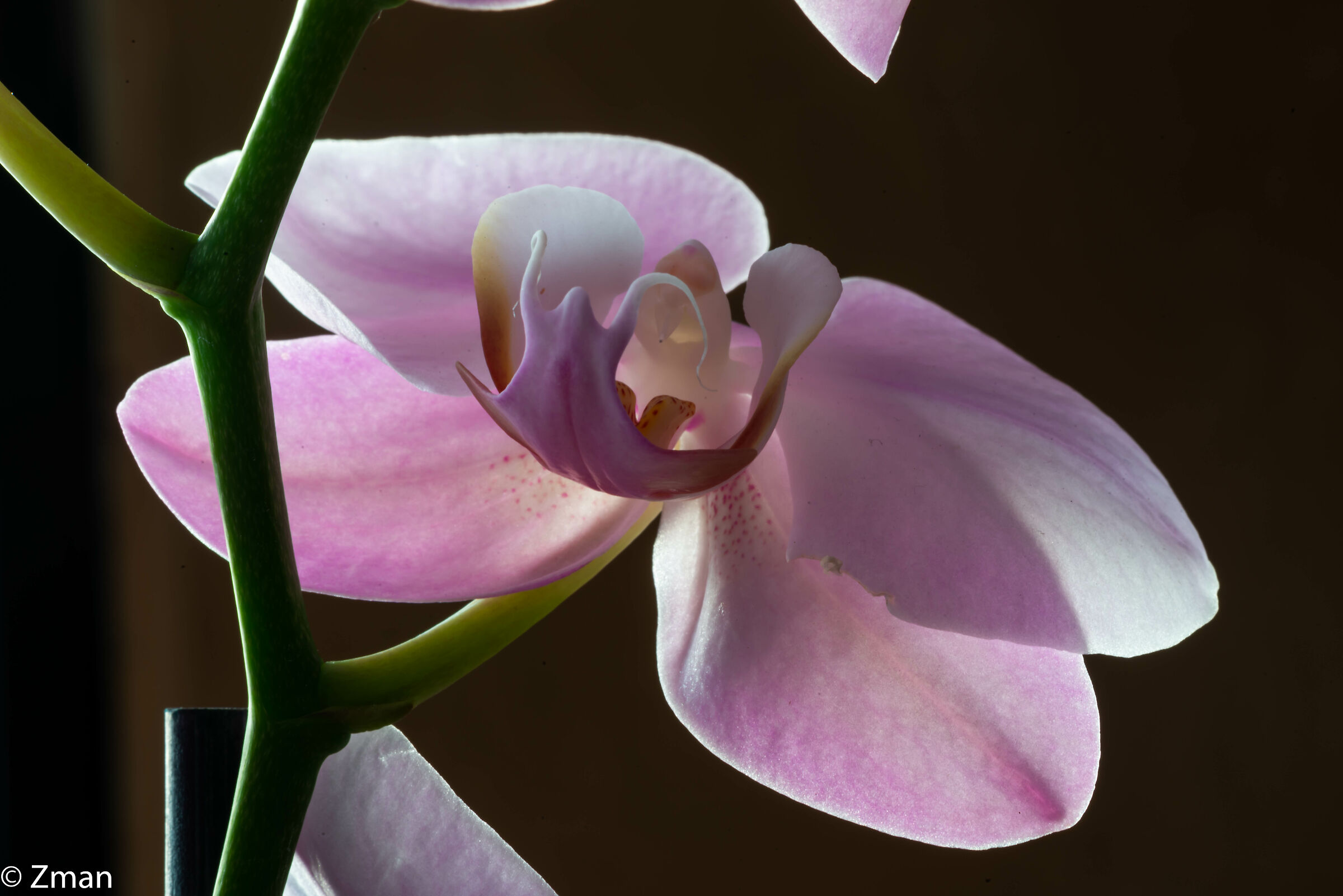 Orchidea Rosa...