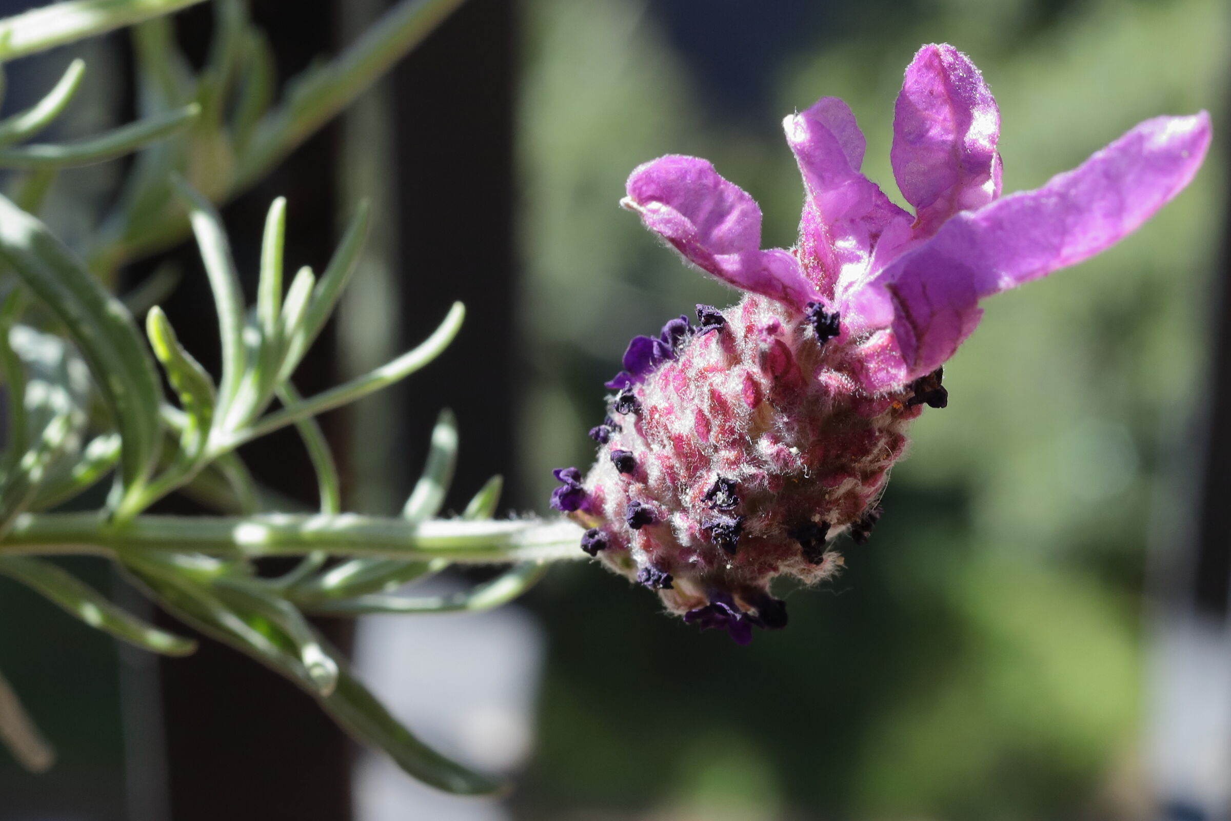 lavender flower...