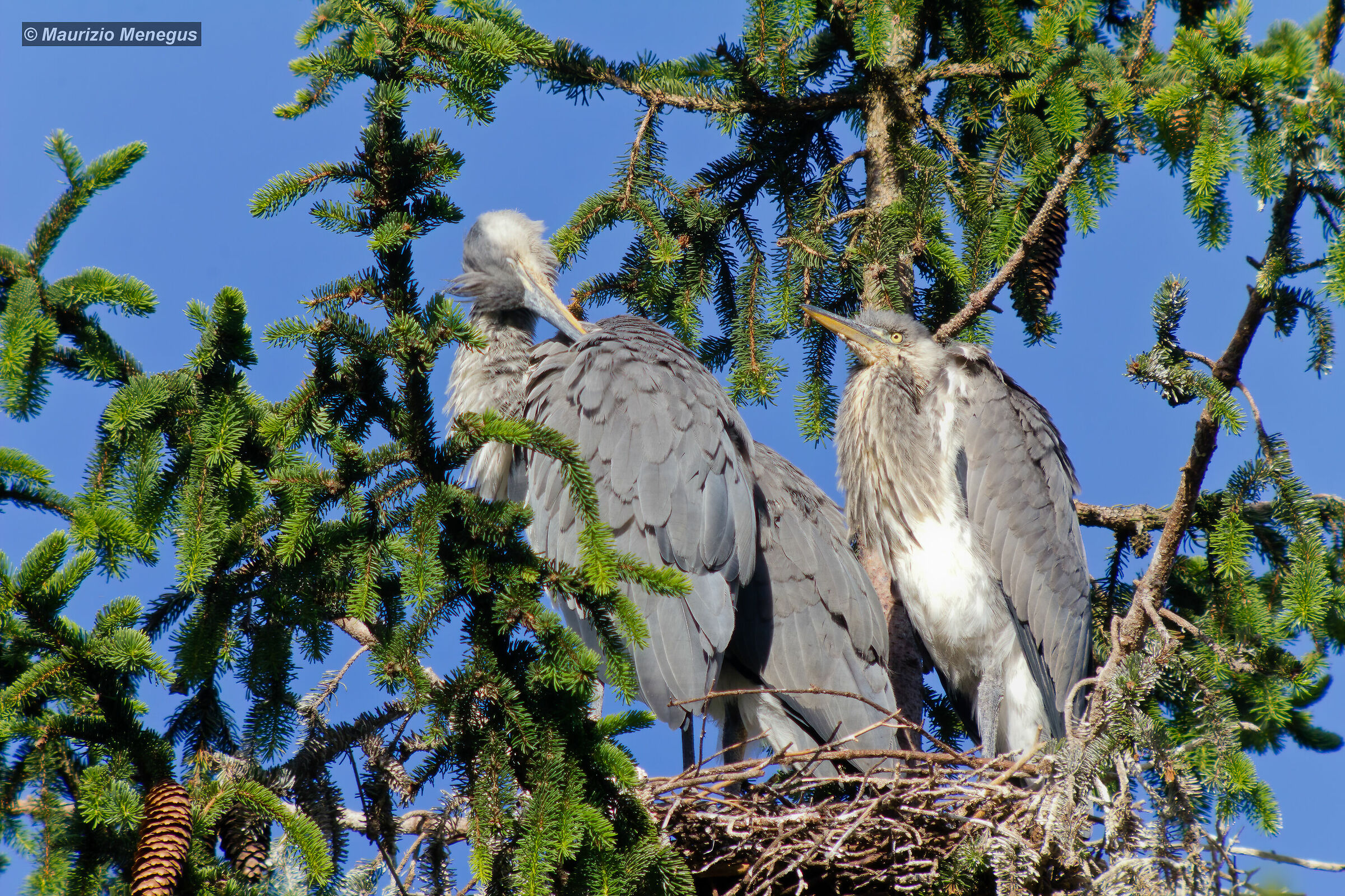 Young Herons Ashes on the Nest...
