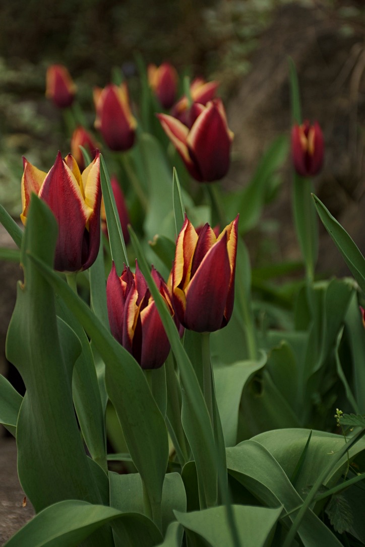 La bellezza dei tulipani...