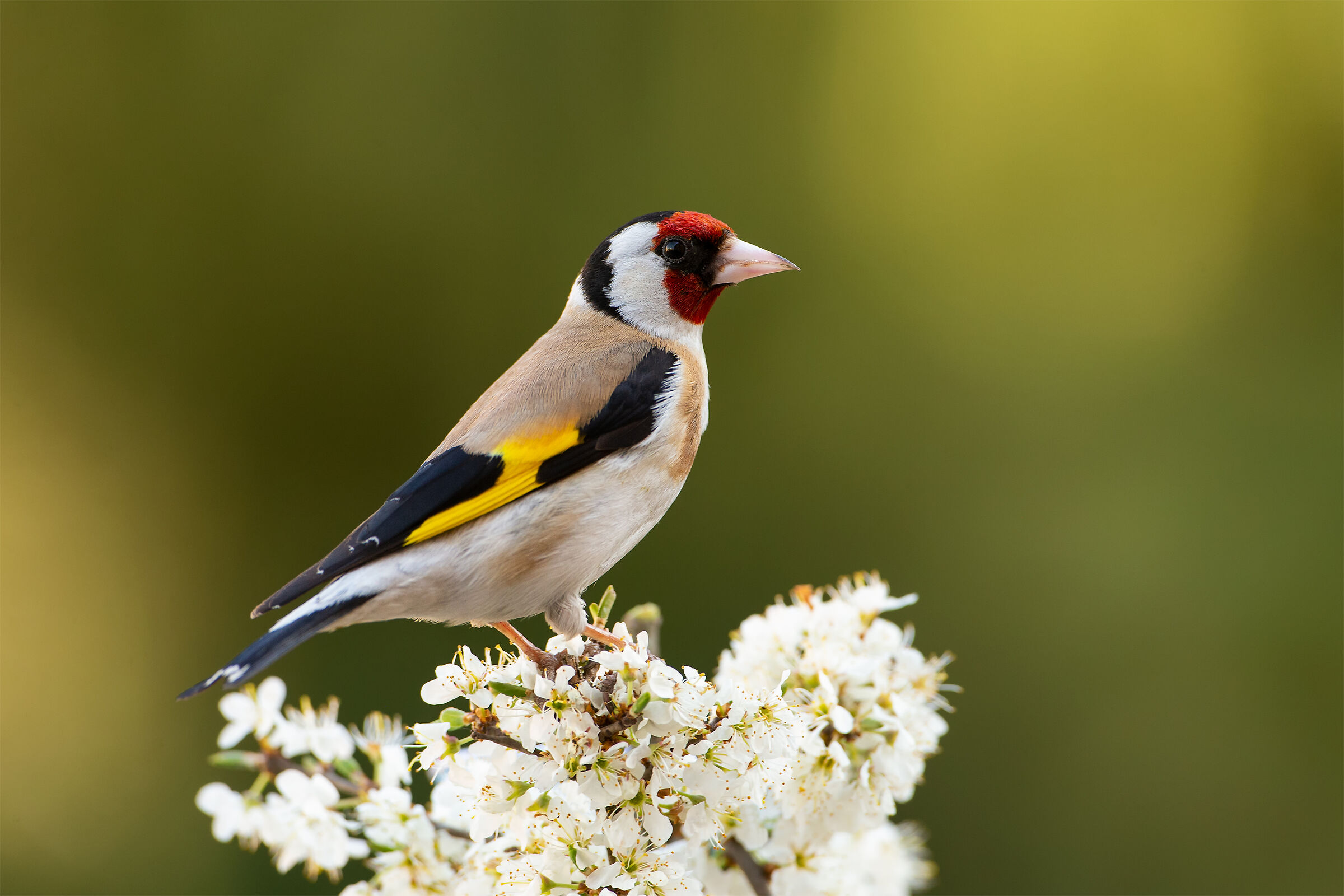 Carduelis carduelis (European goldfinch)...