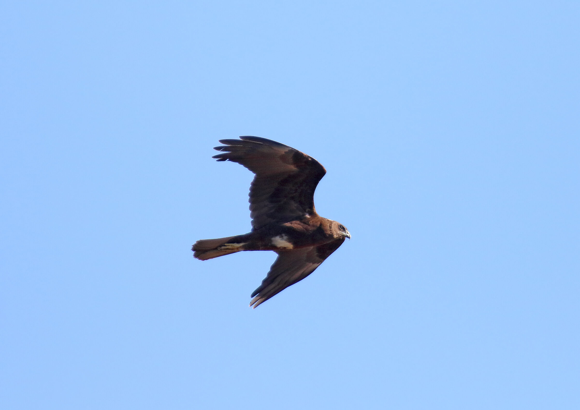 Hawk in flight...