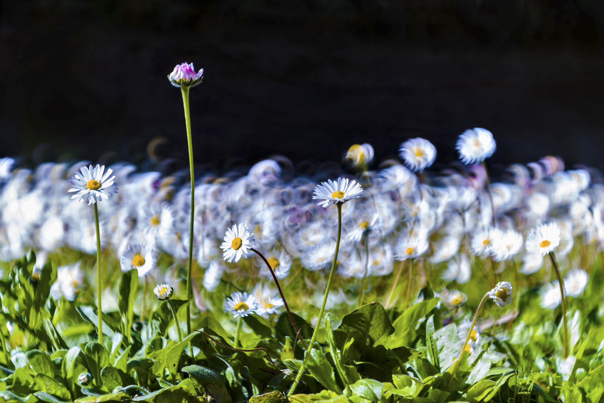 The dance of daisies in spring...