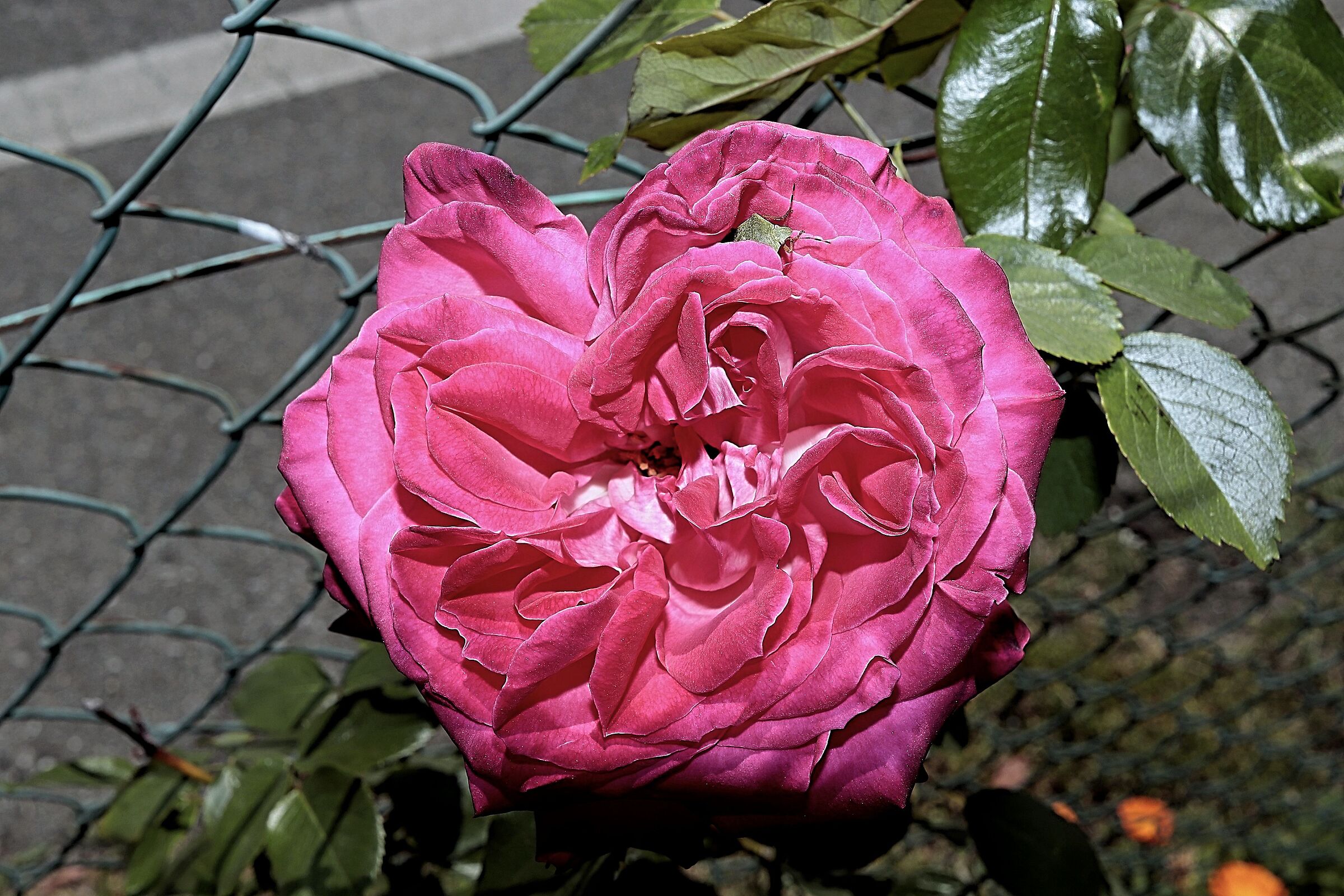 rosa con cimice nel mio giardino 17/04/2020...