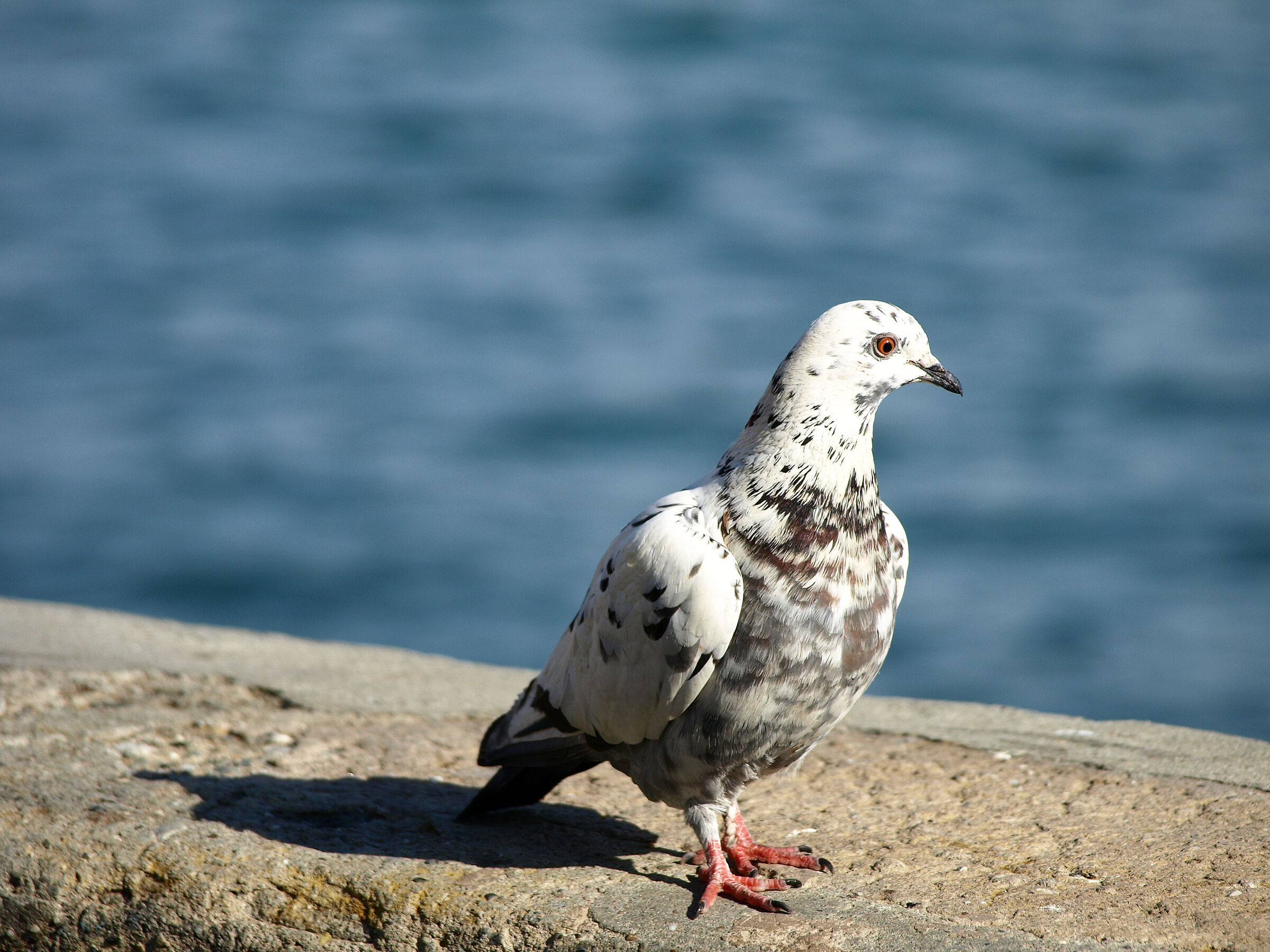 A simple pigeon...