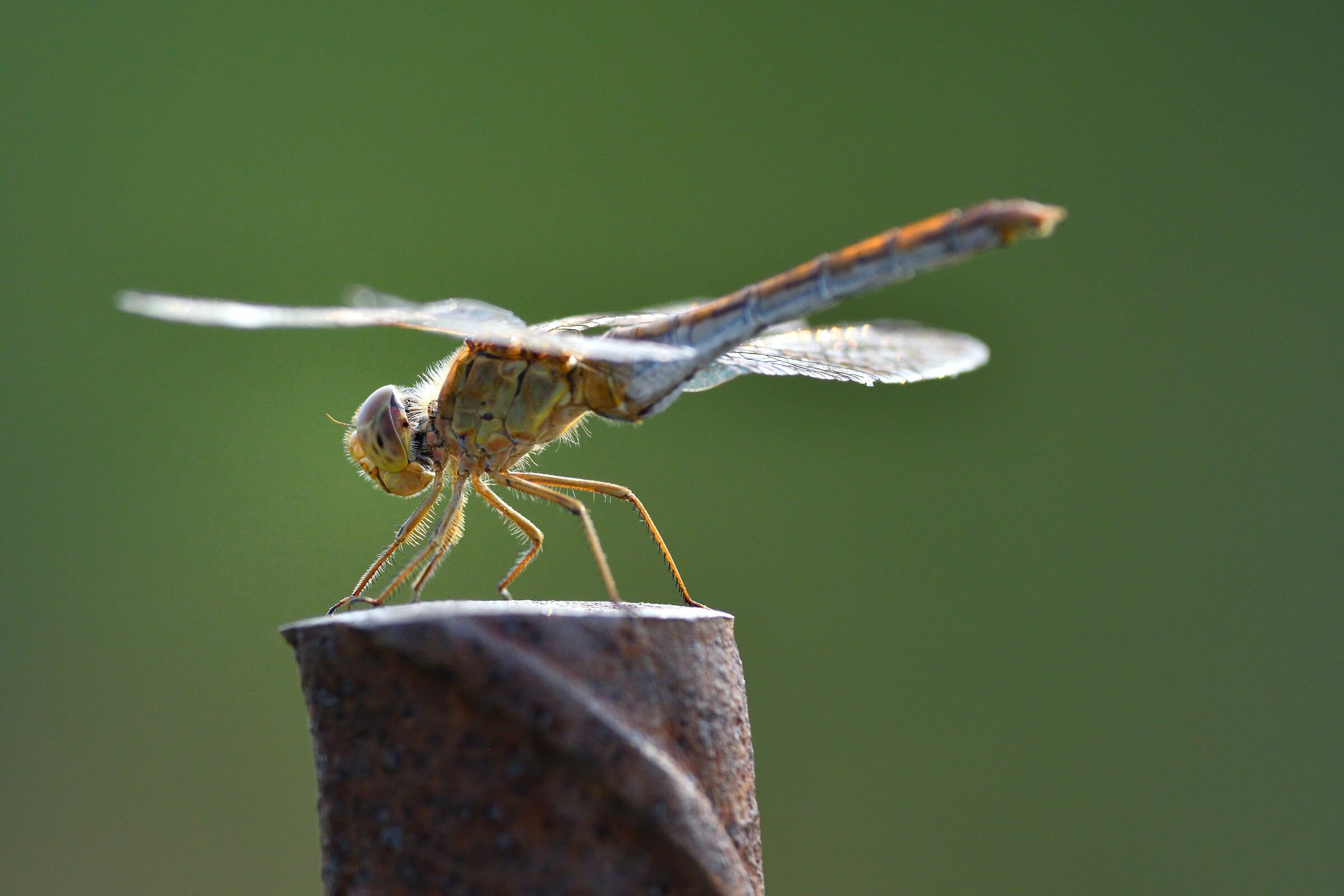 sympetrum southern female...