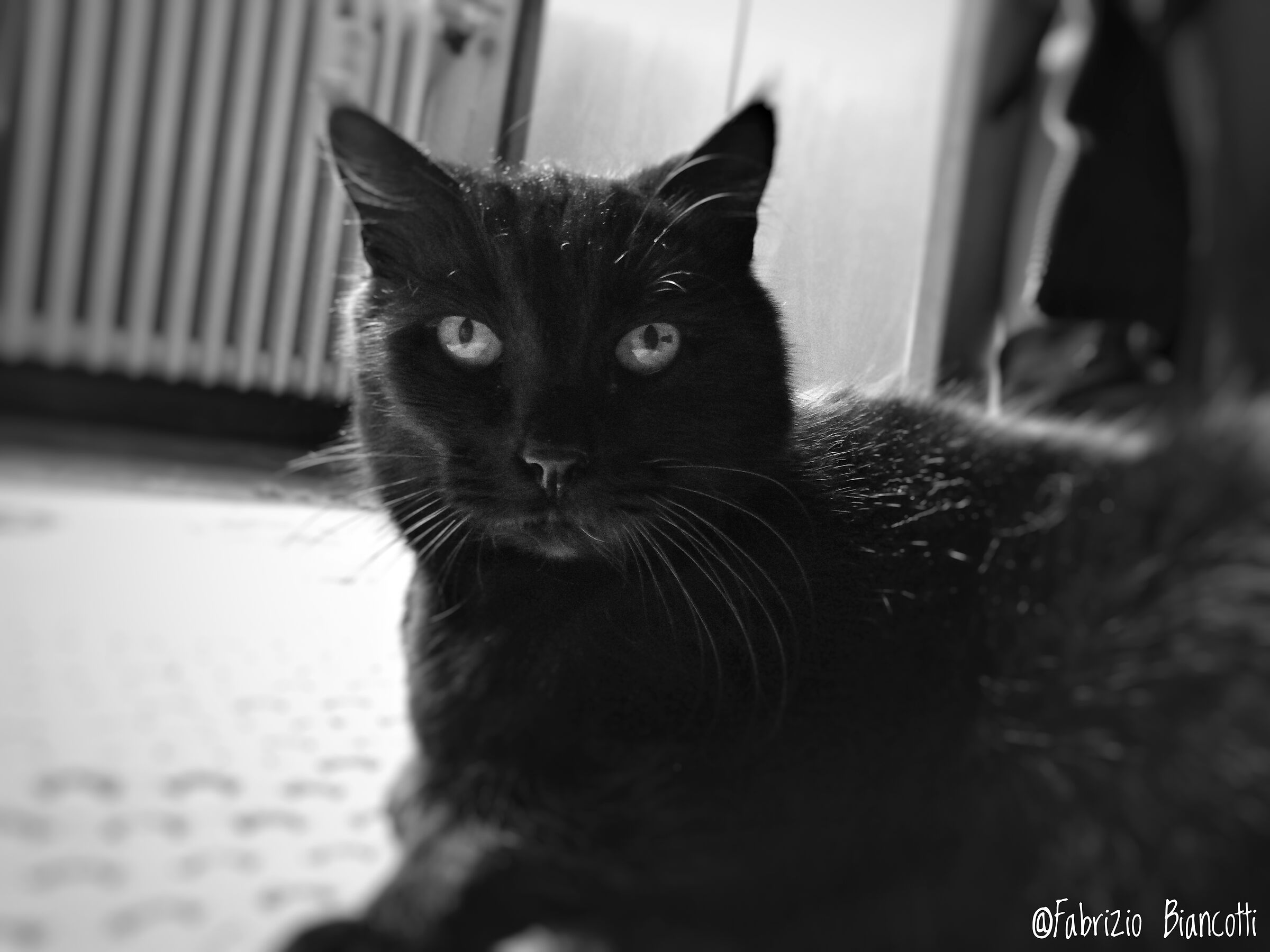 Black Cat, New...