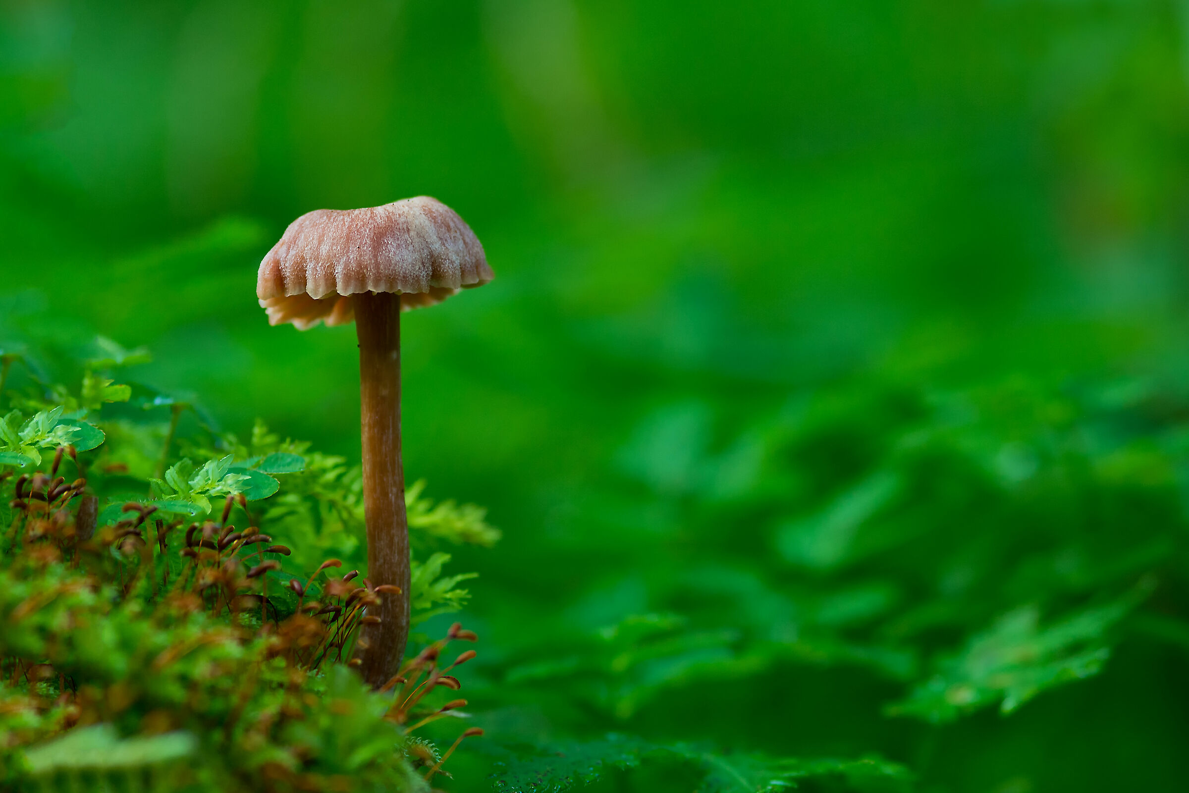 Forest Mushroom...