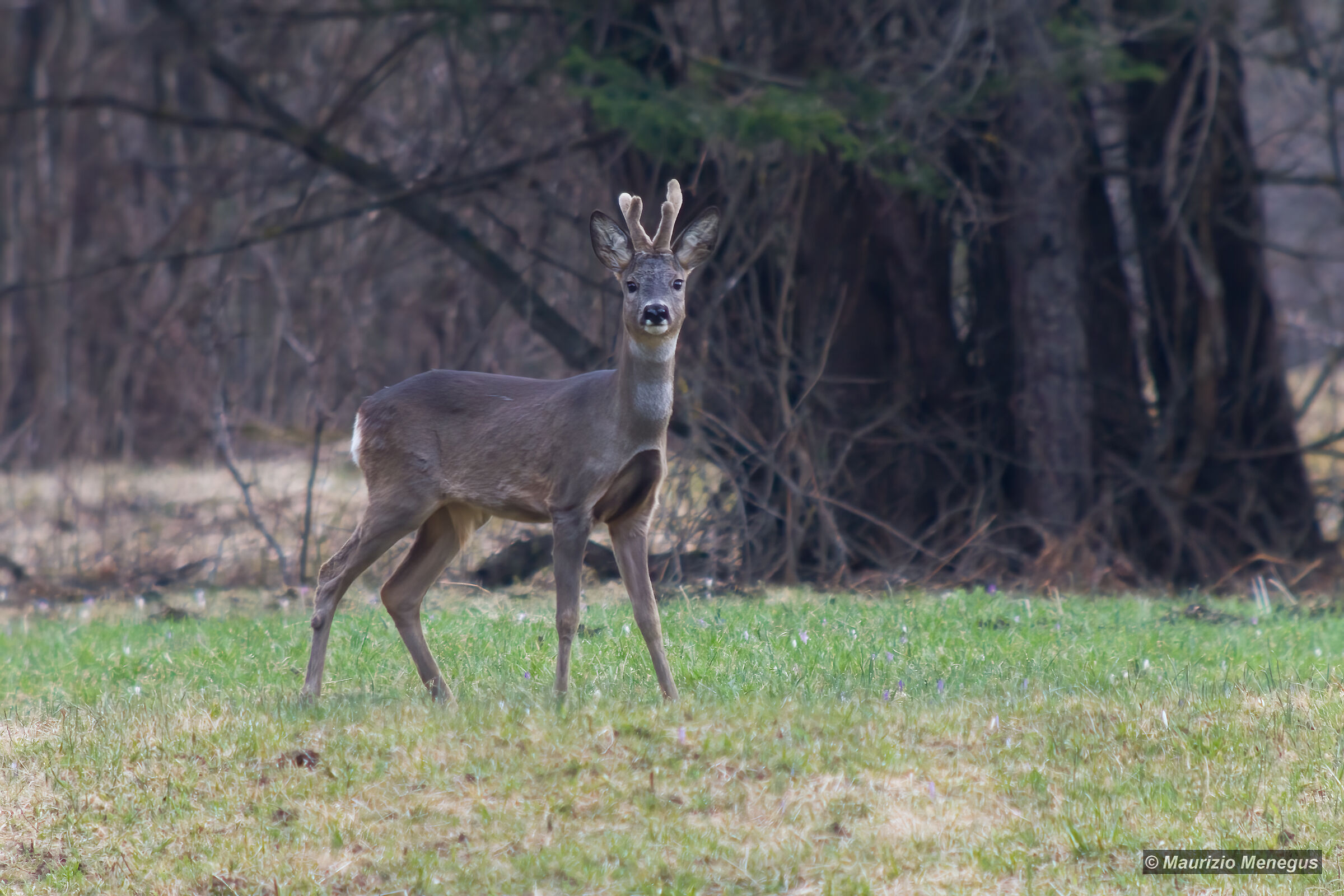 Roe deer April 2015...
