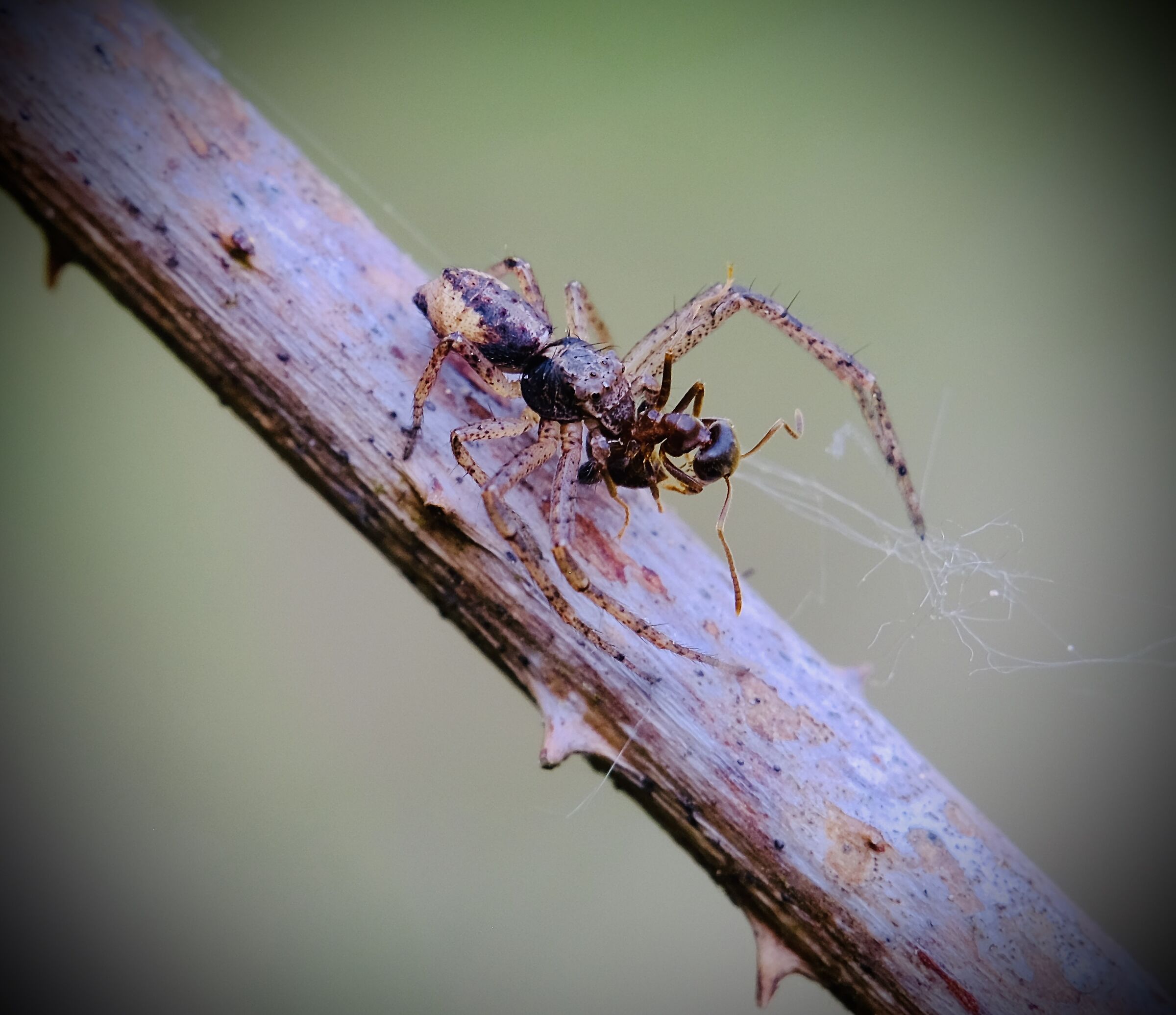 Micro spider with ant ...