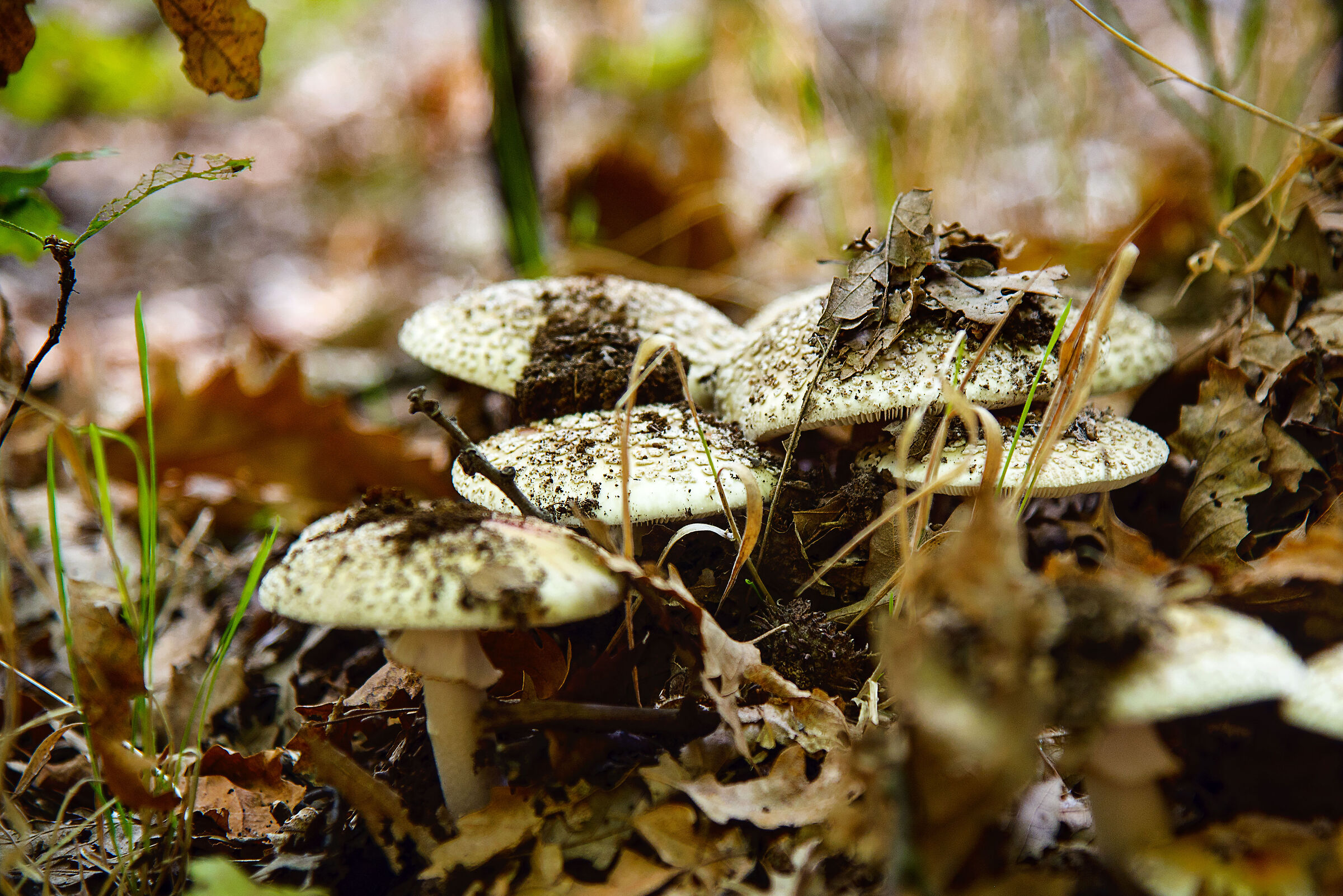 Autumn mushrooms...