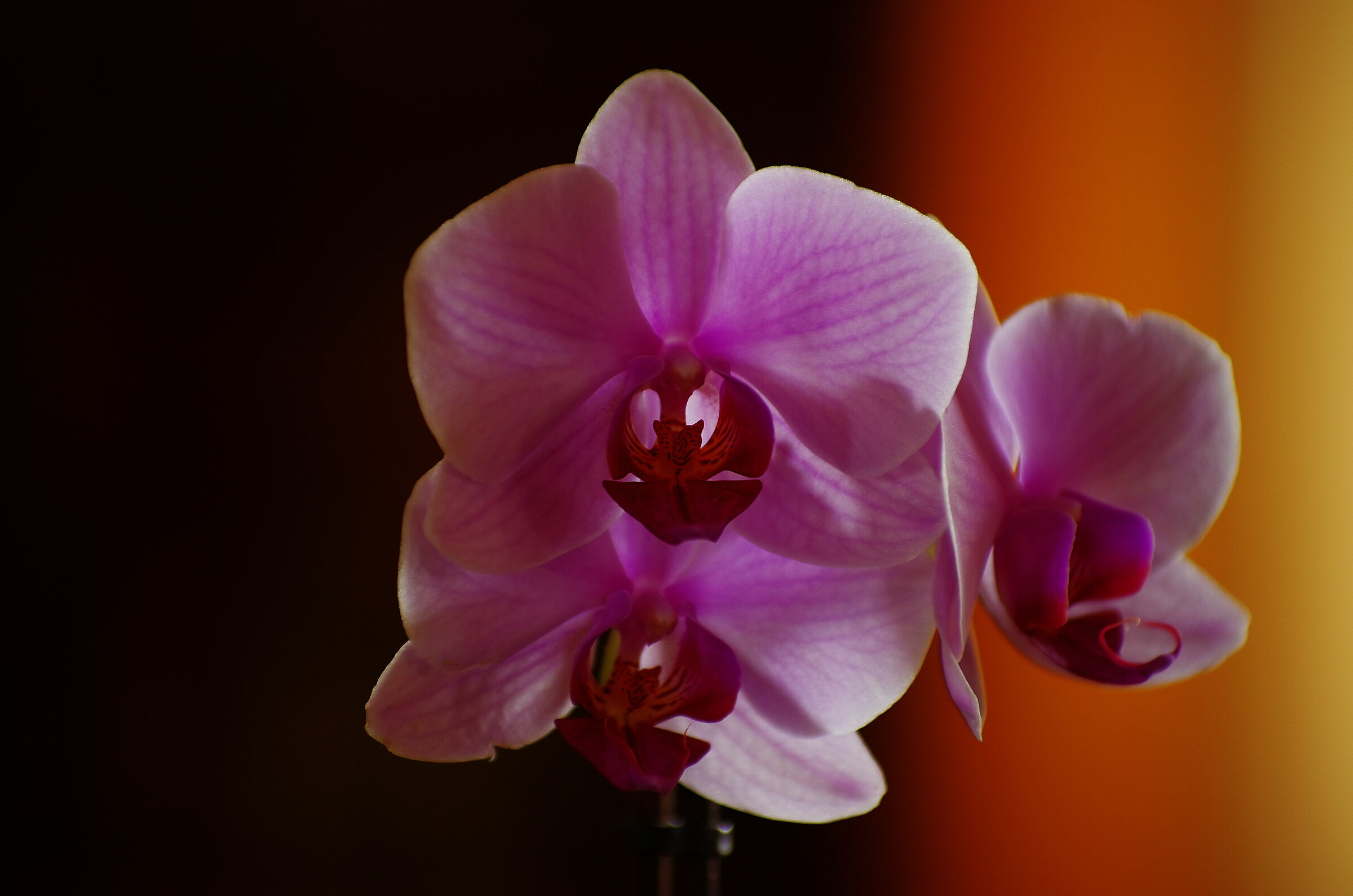 Orchidea 1...