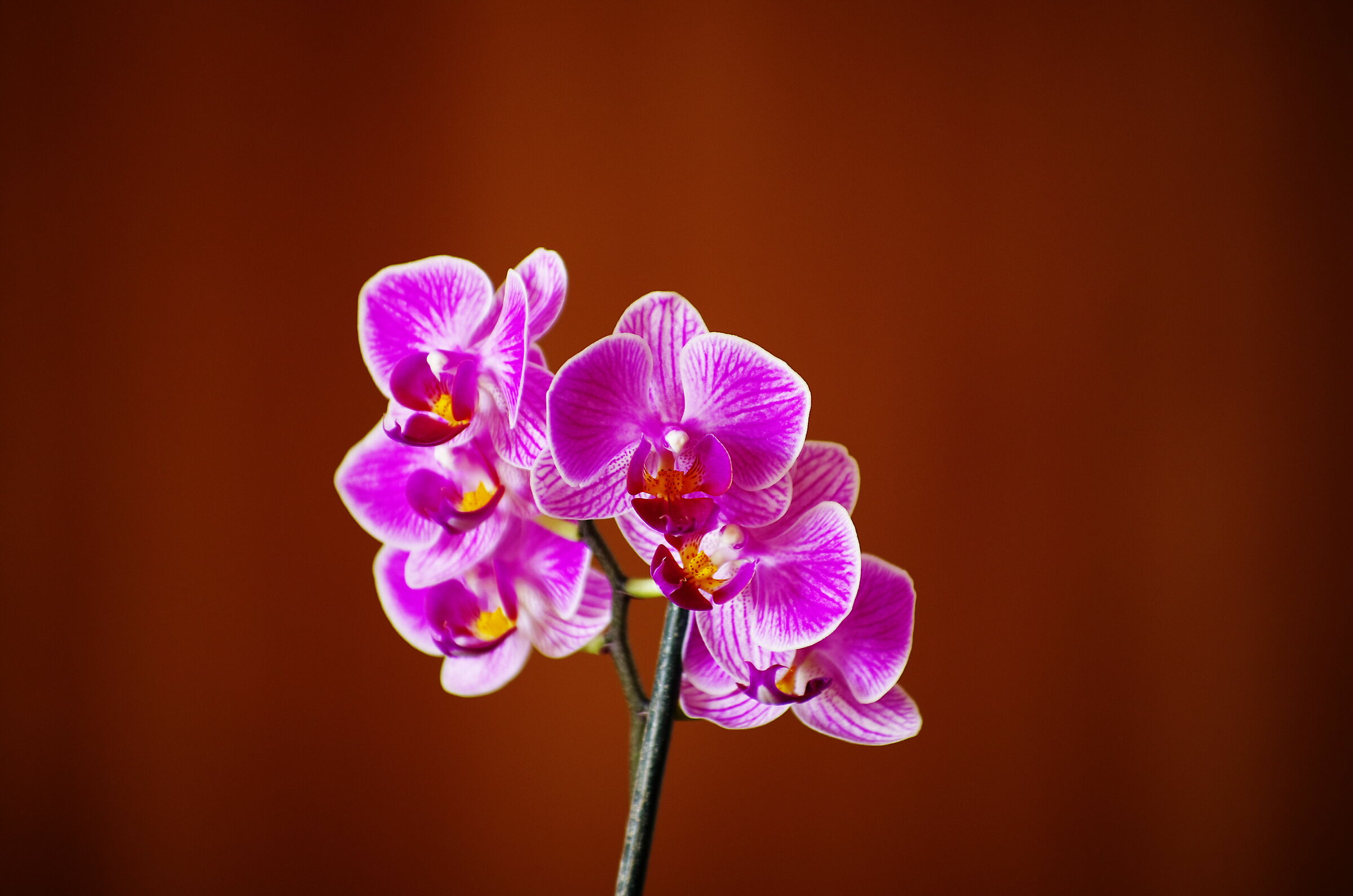 Orchid 3...