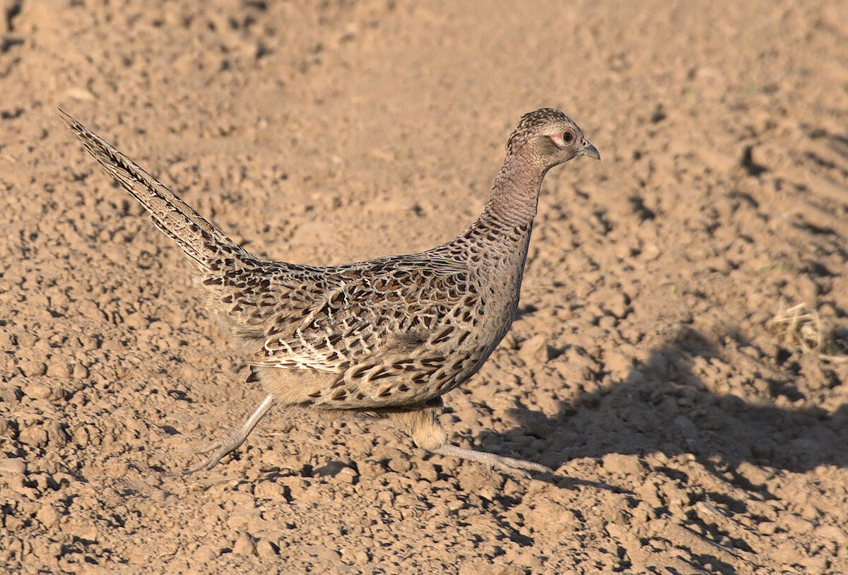 pheasant...