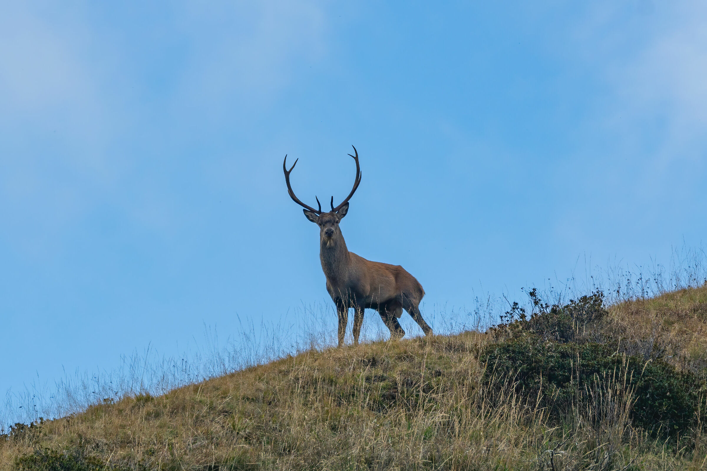 Deer on the ridge...