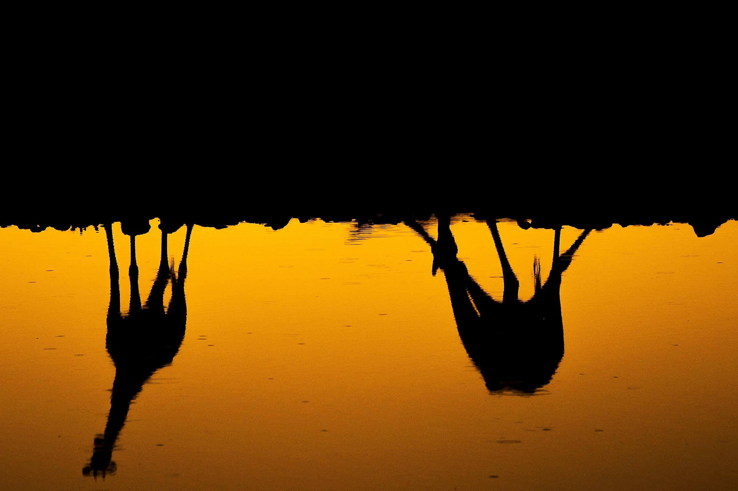 The Upside Down: Sunset with thirsty giraffes...