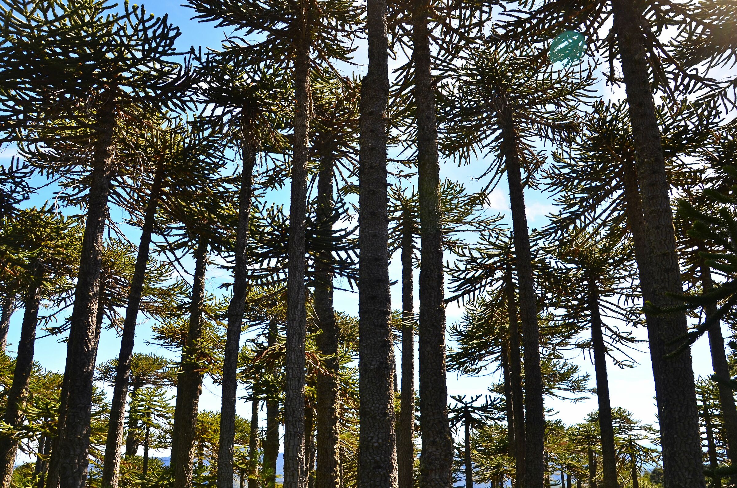 Auracarie, uno degli alberi-simbolo del Cile...