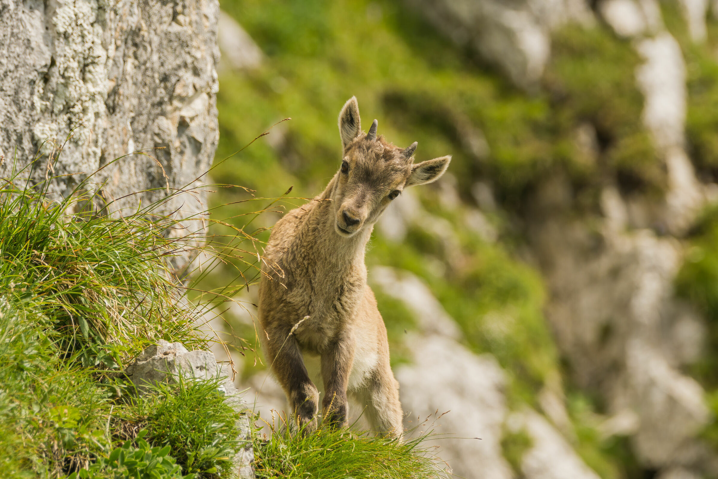 Young Ibex Alps Giulie...