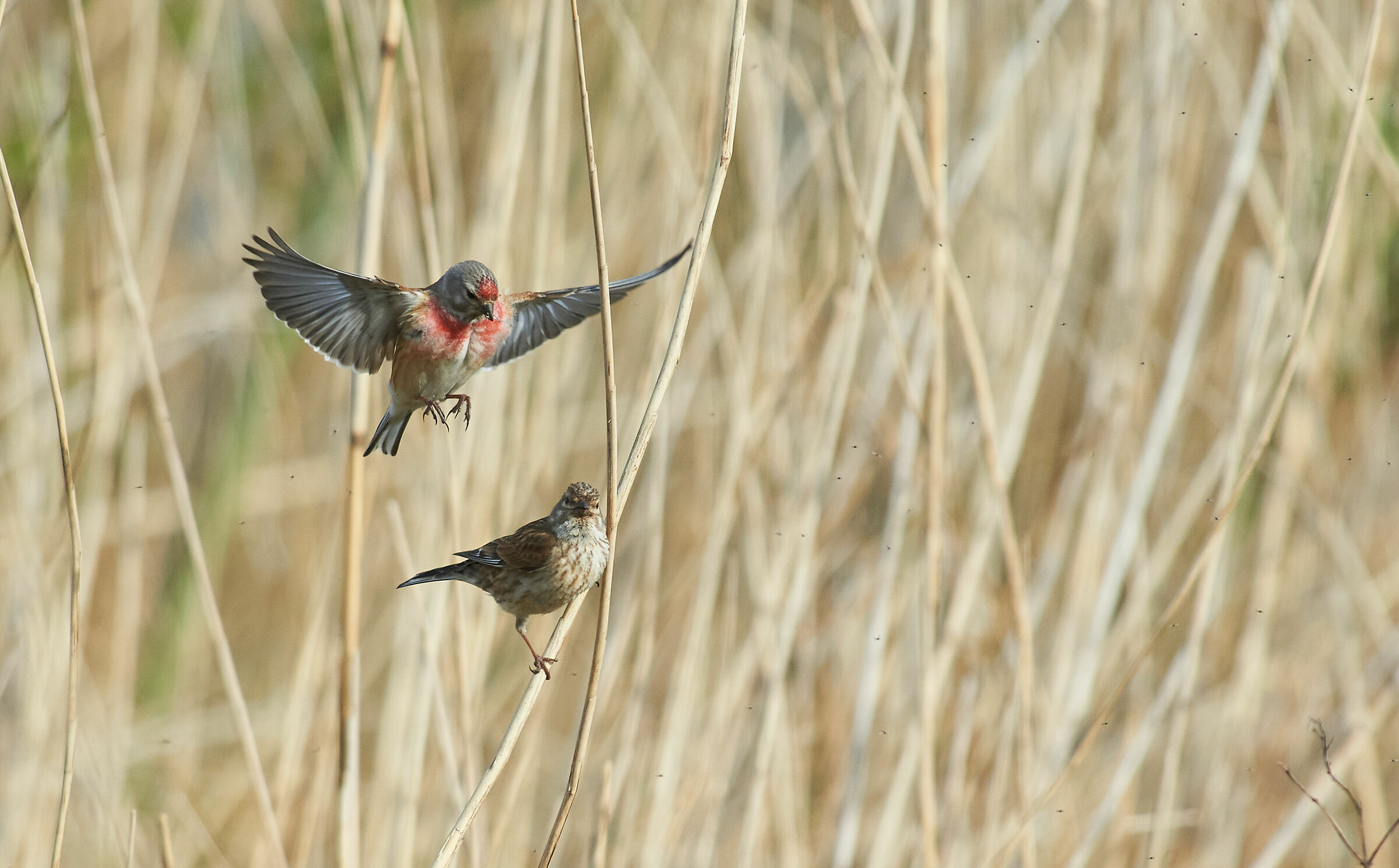 Common Linnet wants to mate...