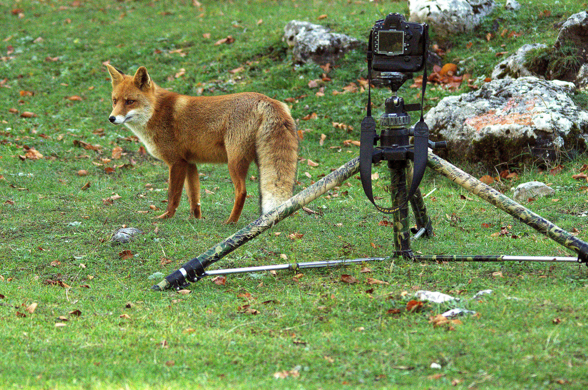 Perplexed fox ''do the photographer'?'...