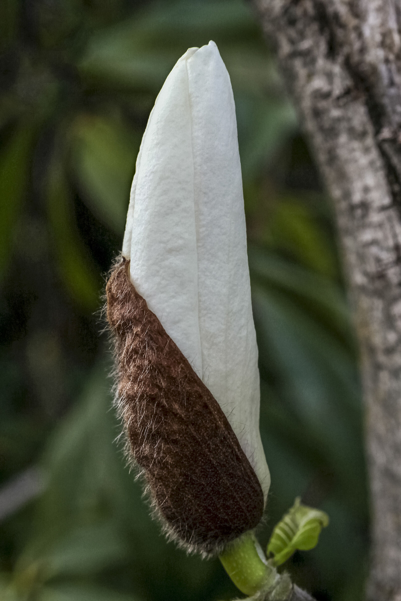Bocciolo di Magnolia con i colori del Cocco...