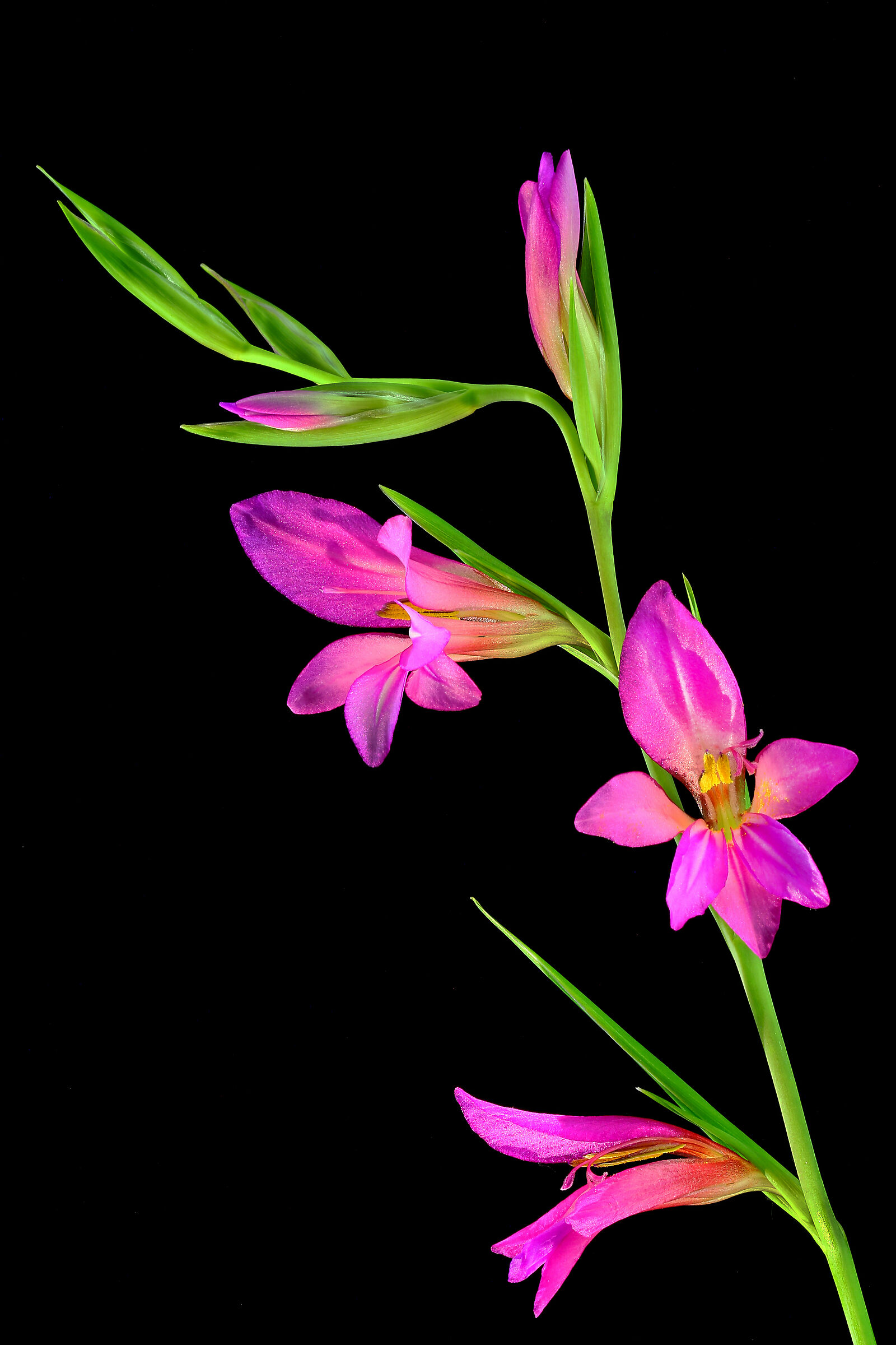 Gladiolus Italicus Red Lily ...