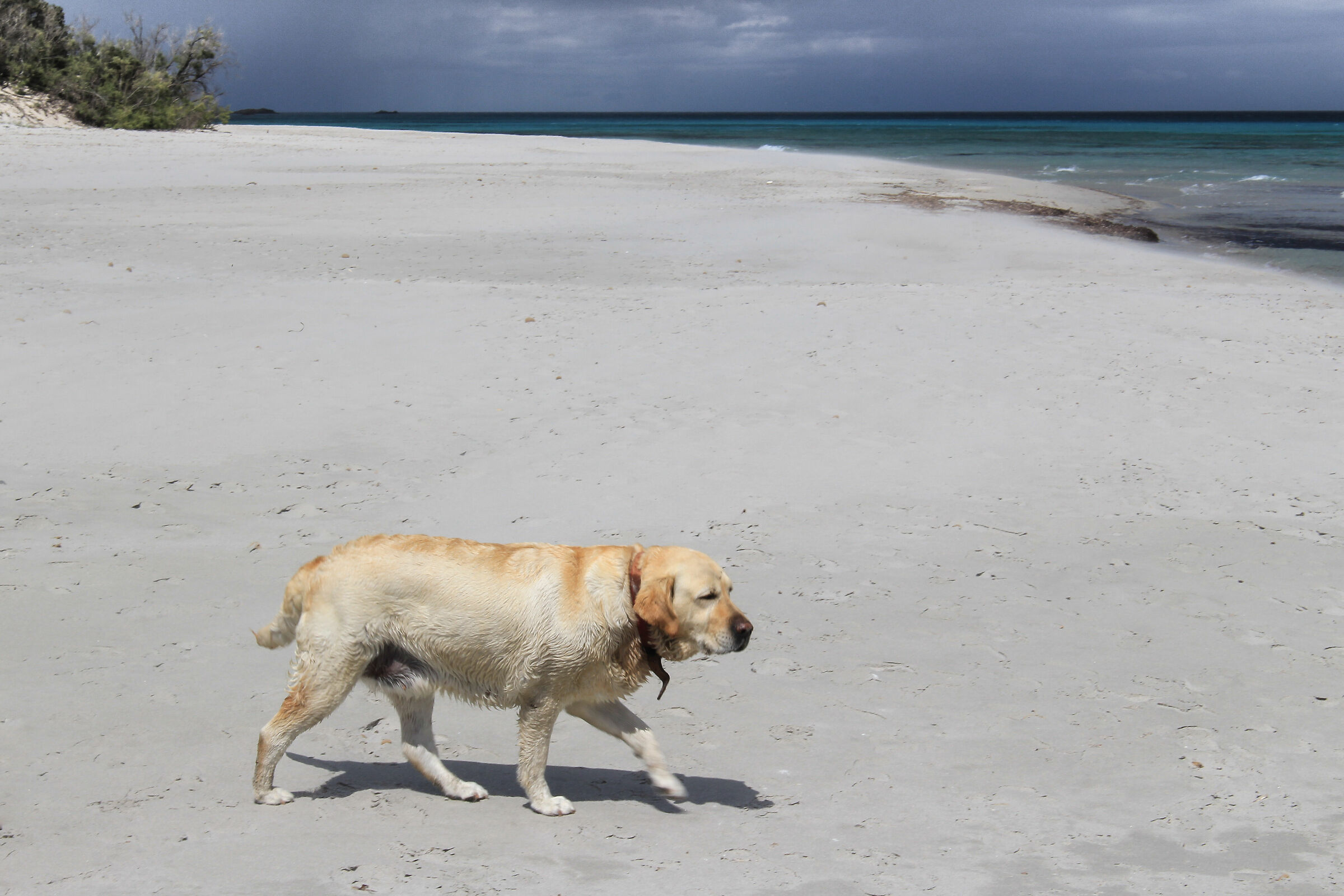 Il cane e la sua spiaggia - Sardegna...