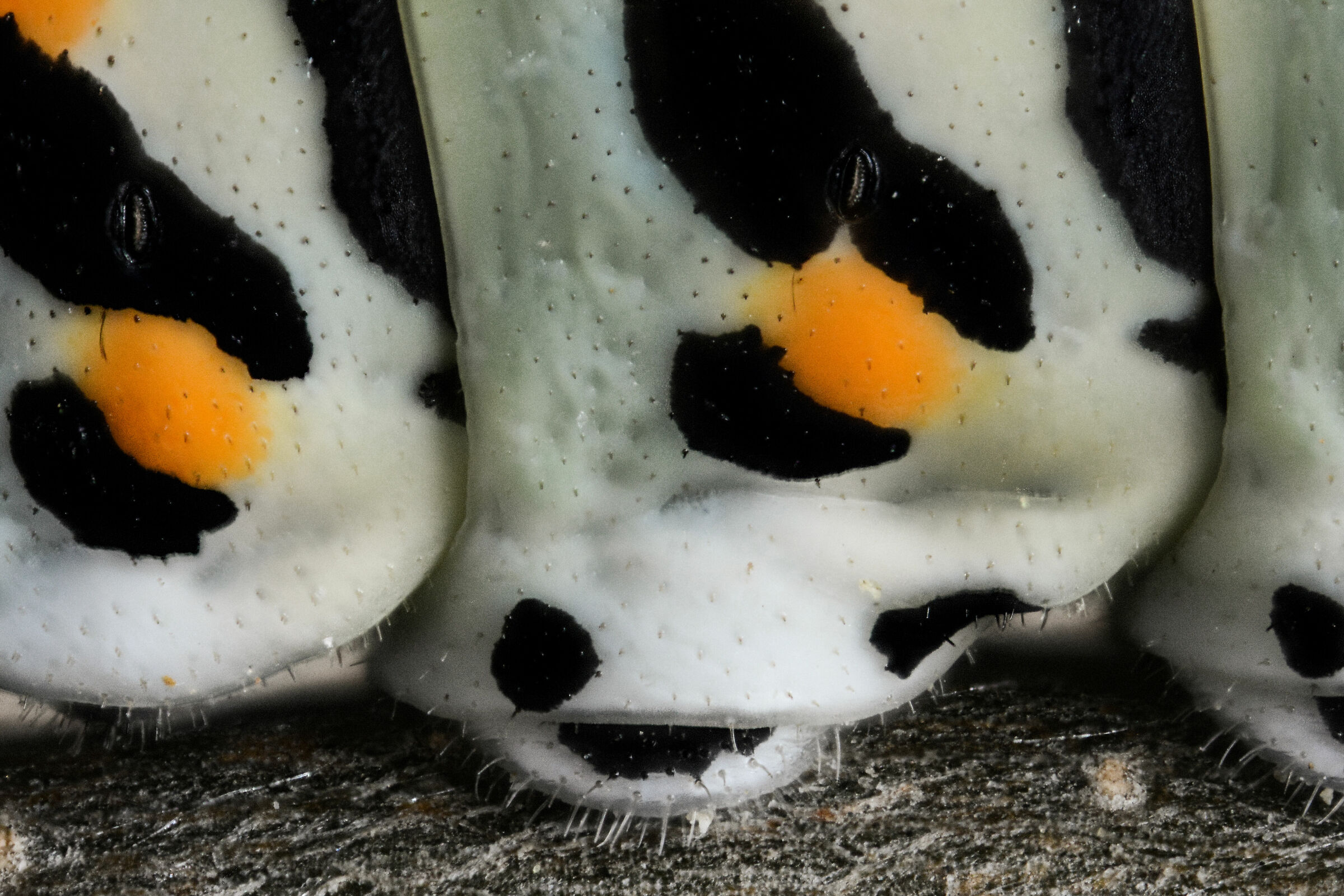 Macaone Caterpillar's Paws...
