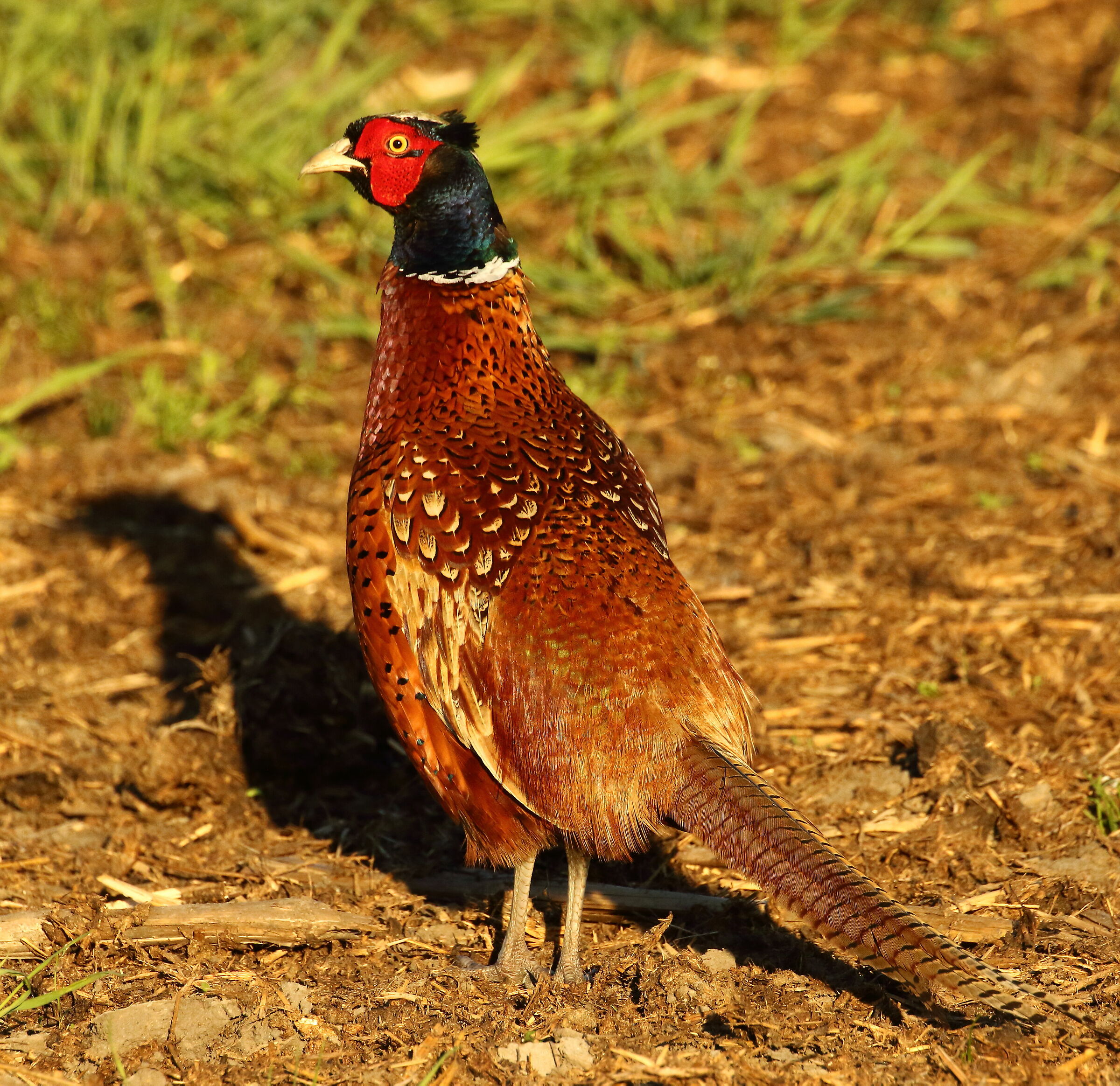 Pheasant, male...