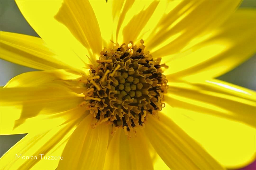 Yellow as the Sun with Pentax K 20 D ...