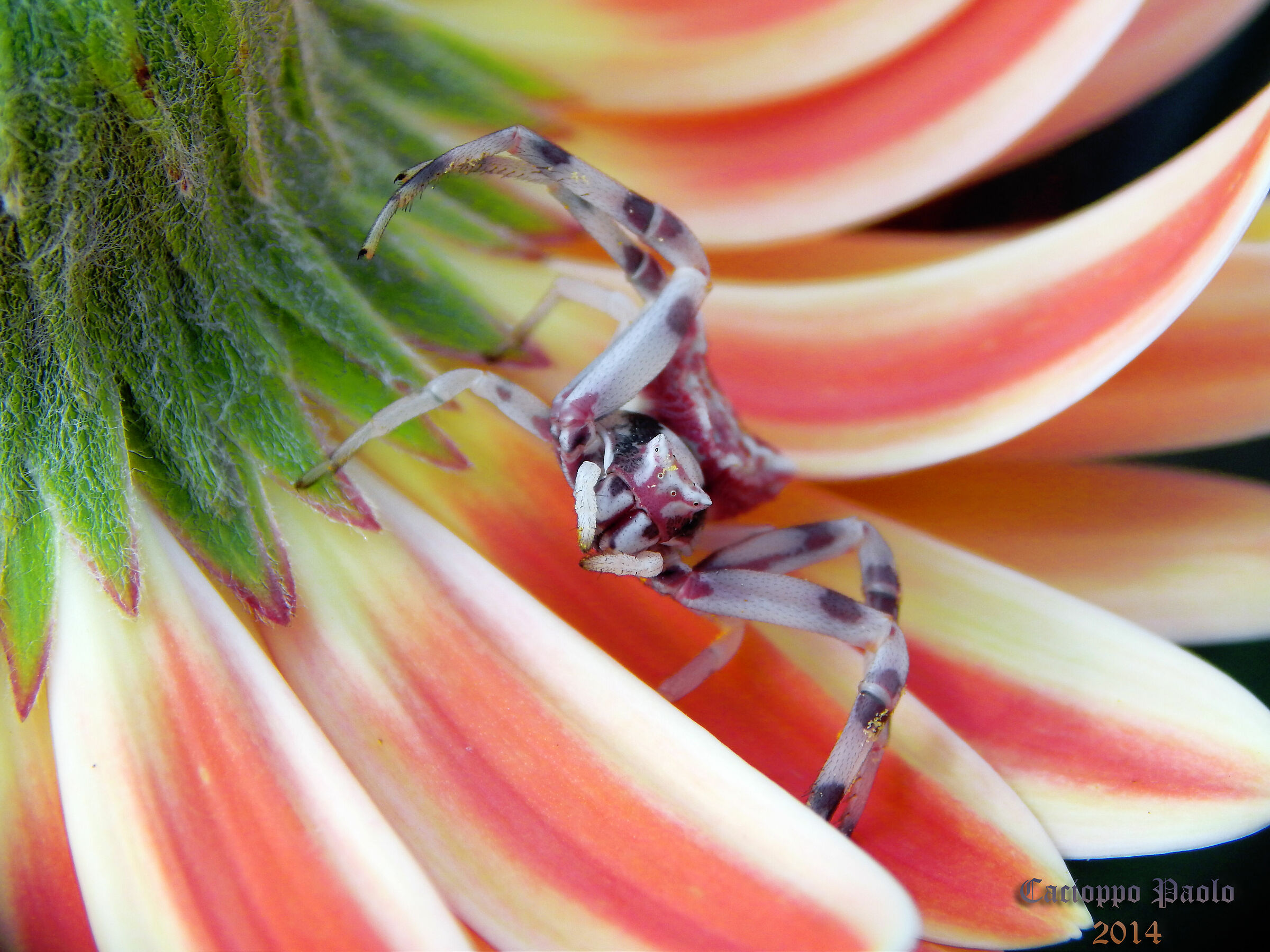 spider on the flower...