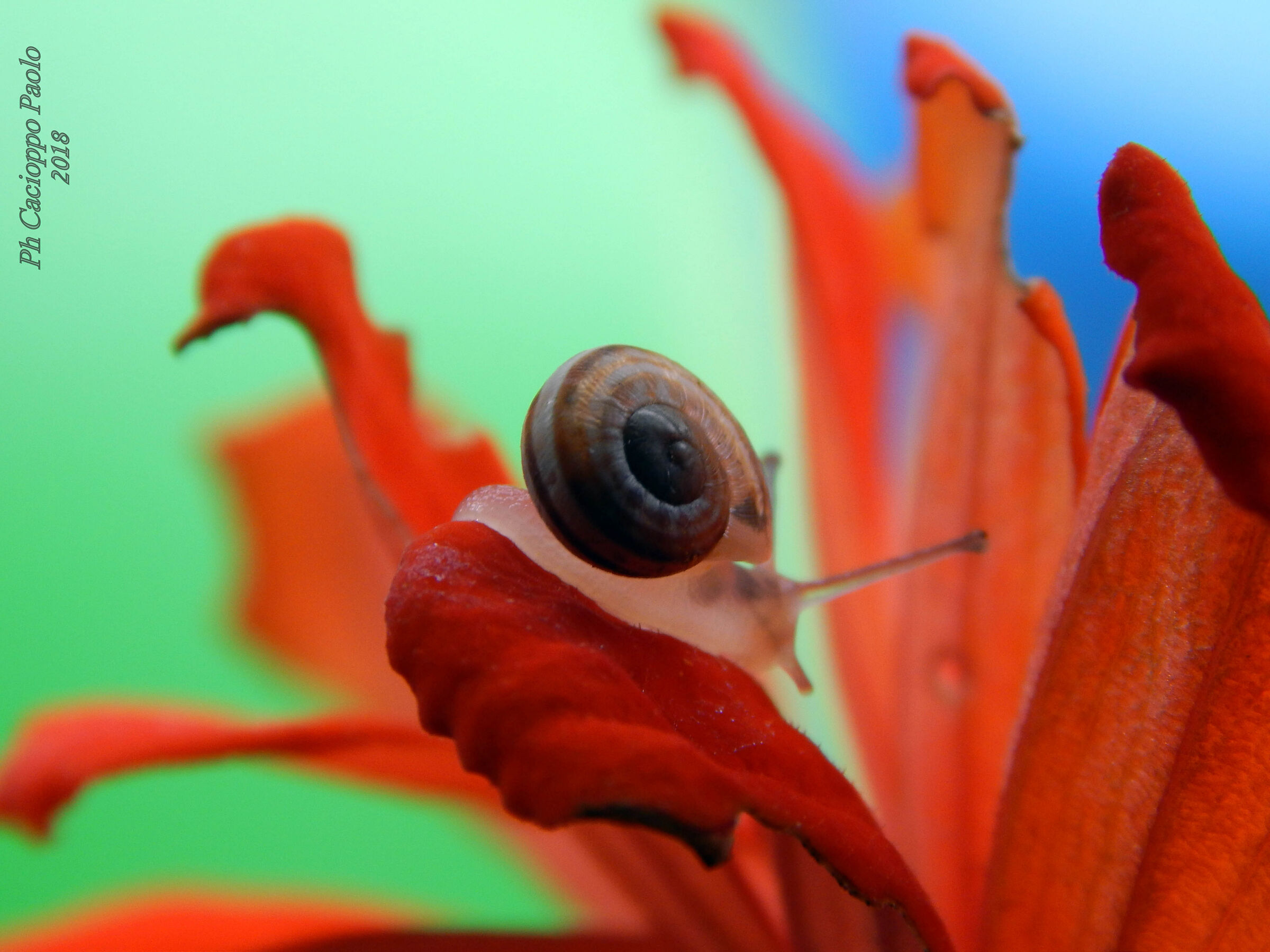 little snail...