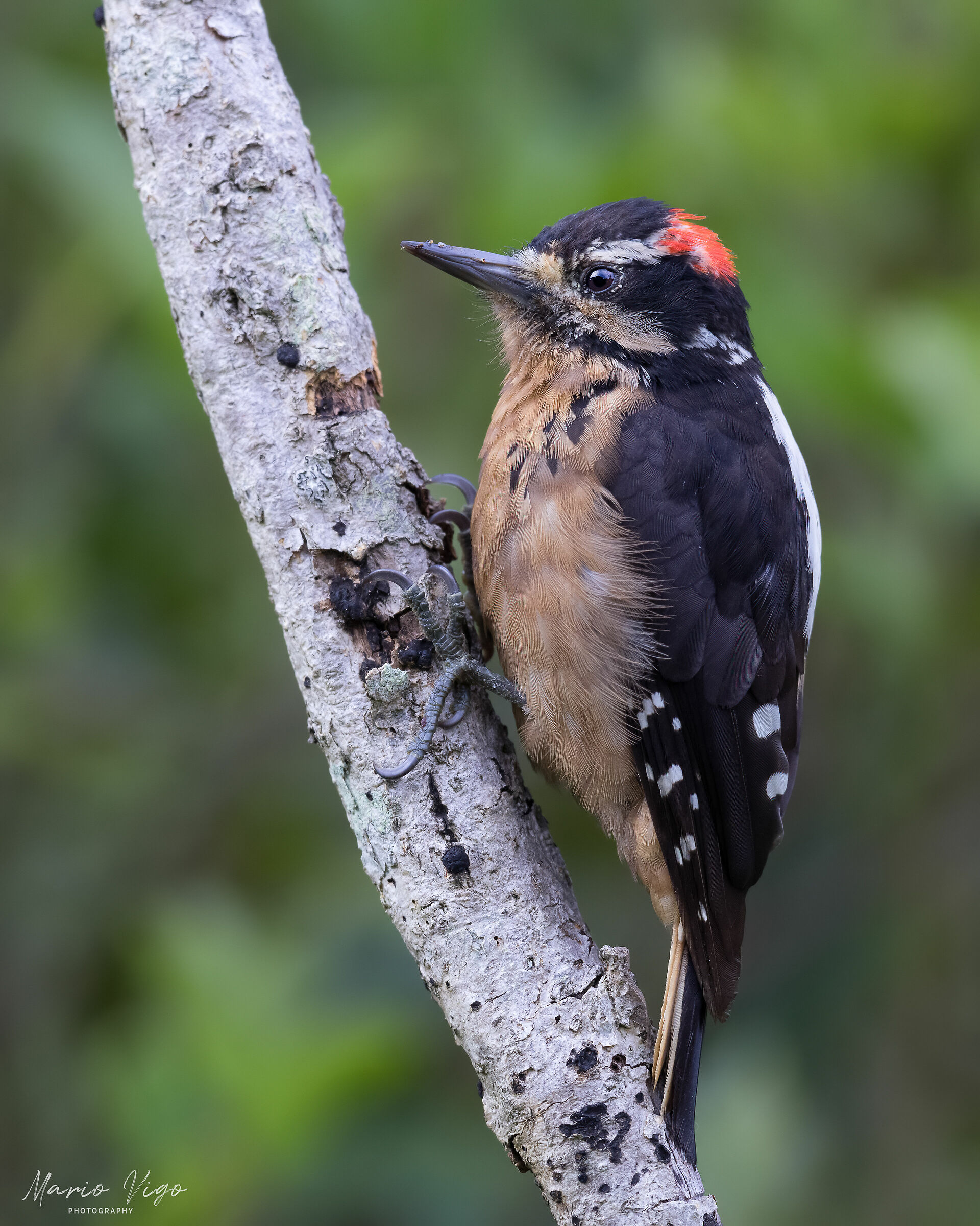 Vile woodpecker...