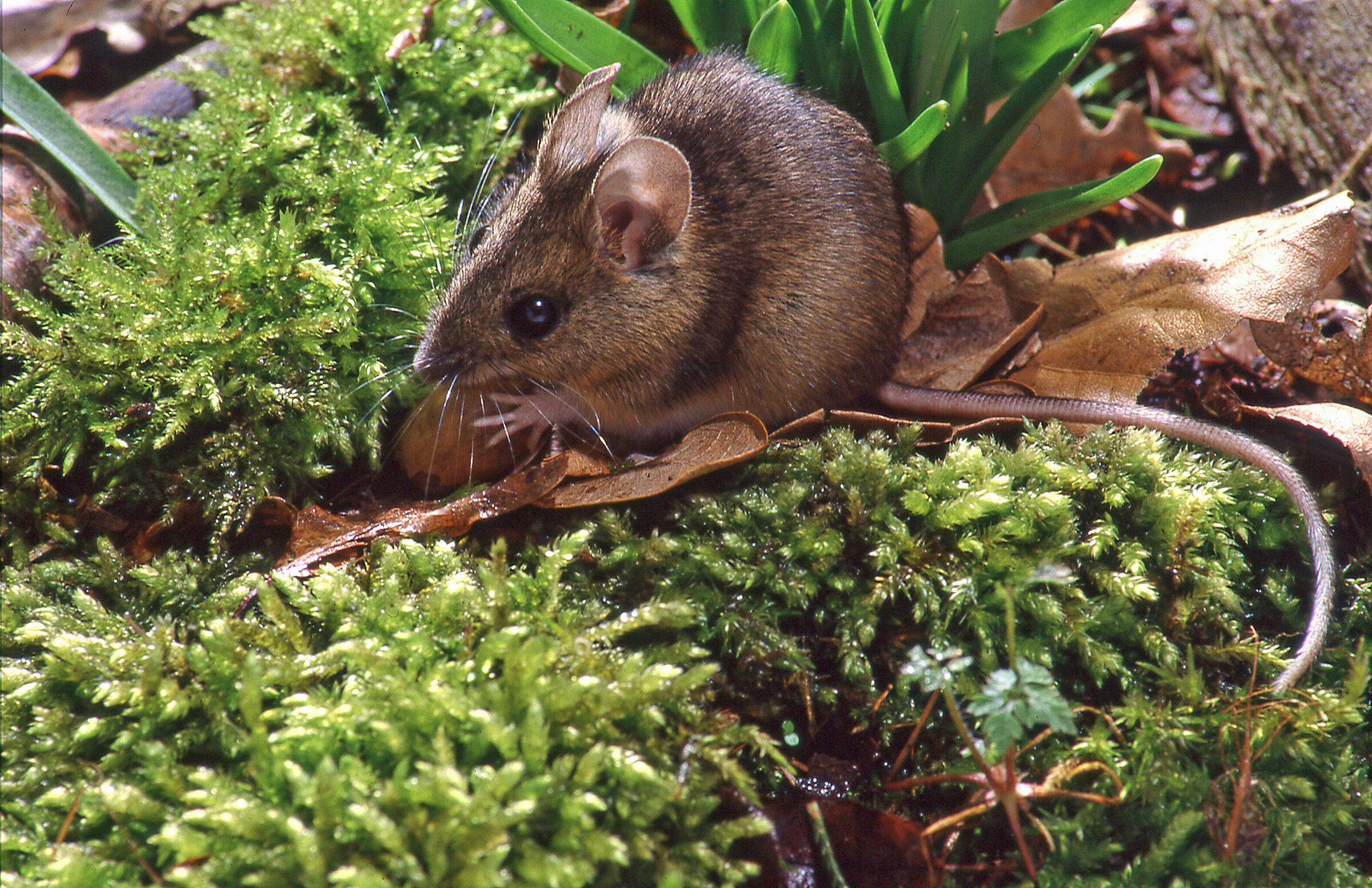 Wood mouse...