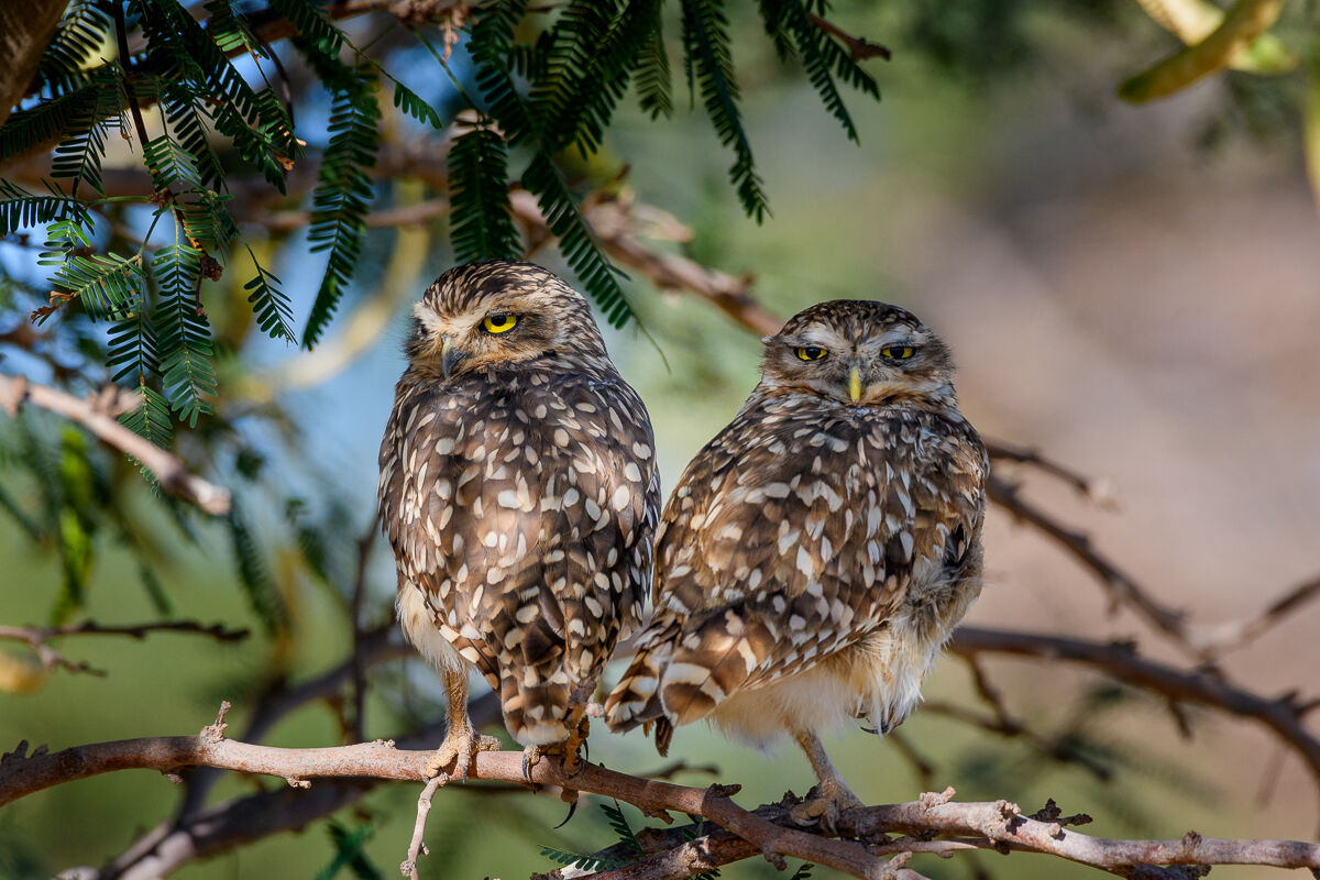 two owls...