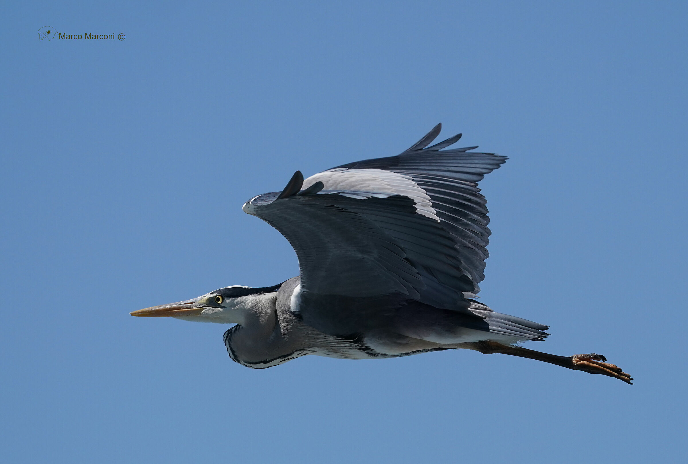 Ash heron (within 200 meters from home)...