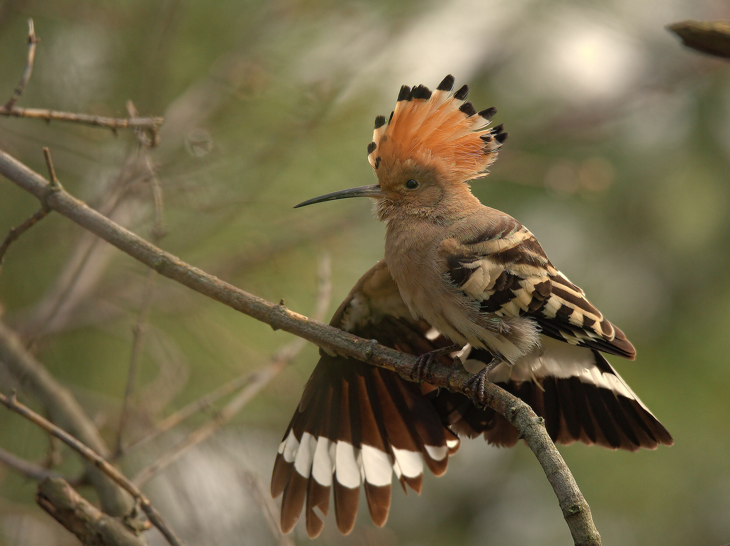 Hoopoe...
