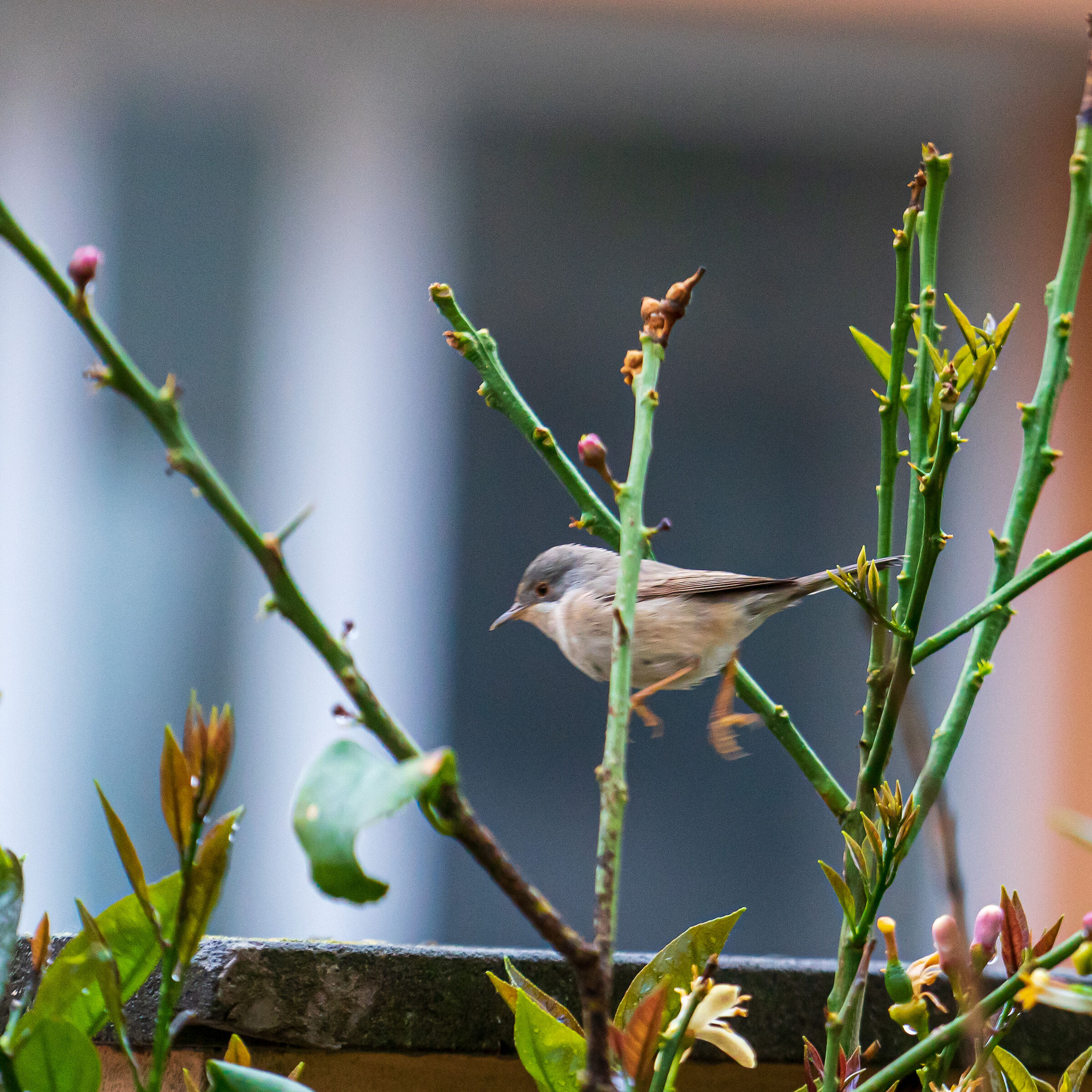 Bird in my garden...