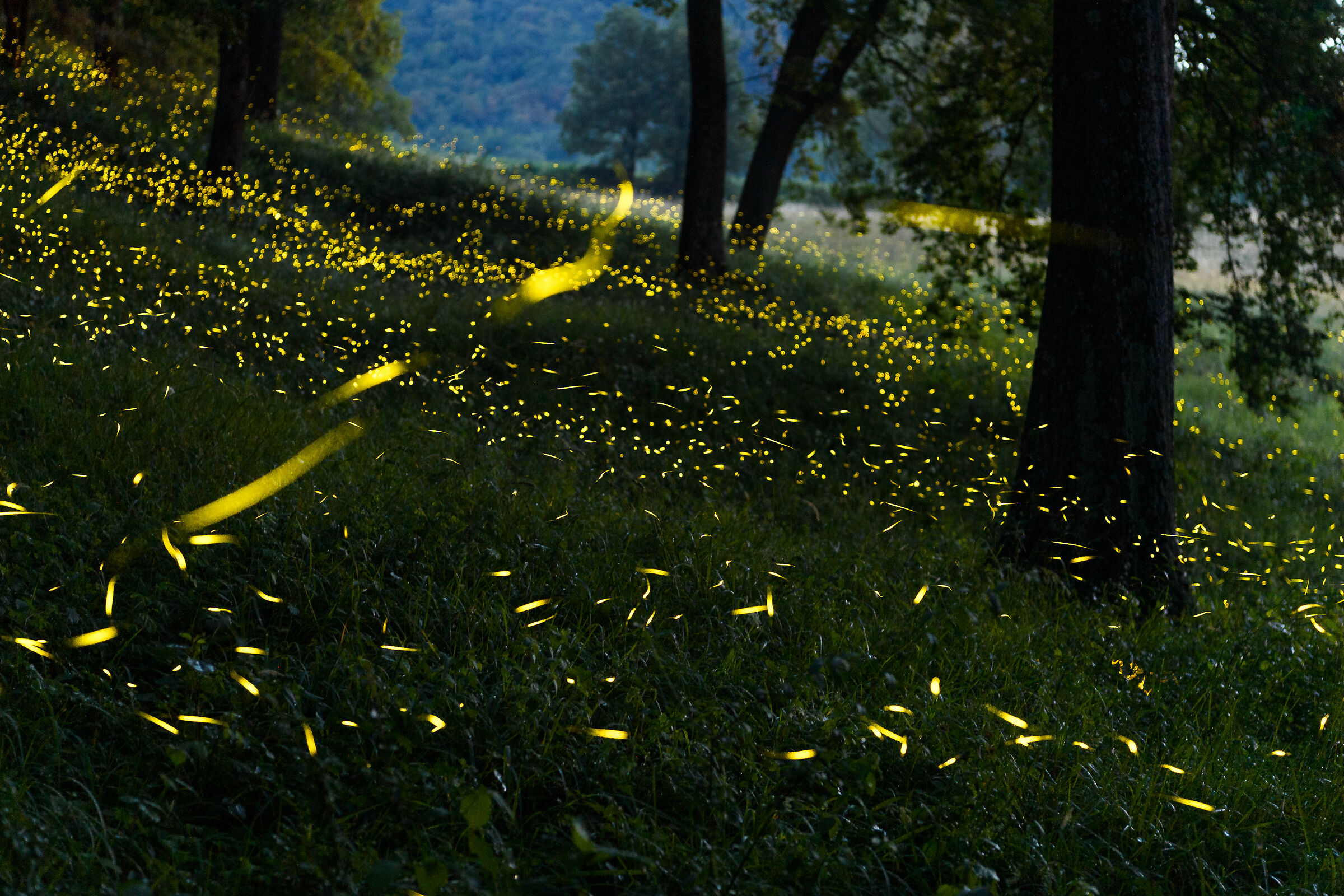 fireflies...