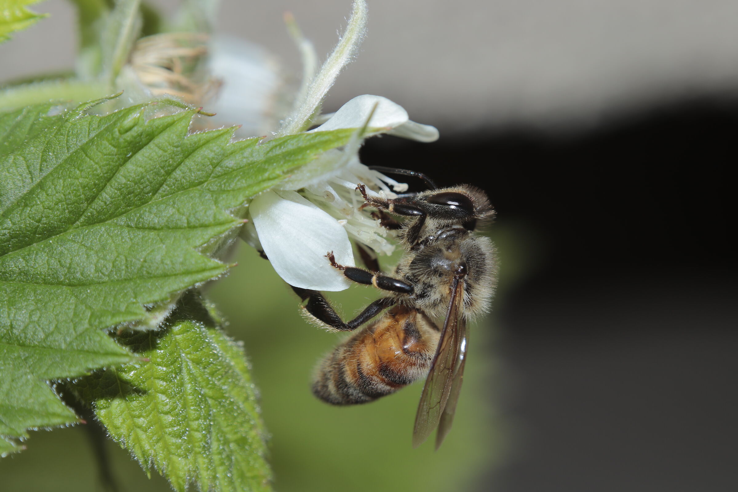 bee on flower plant raspberries 7/04/2020...