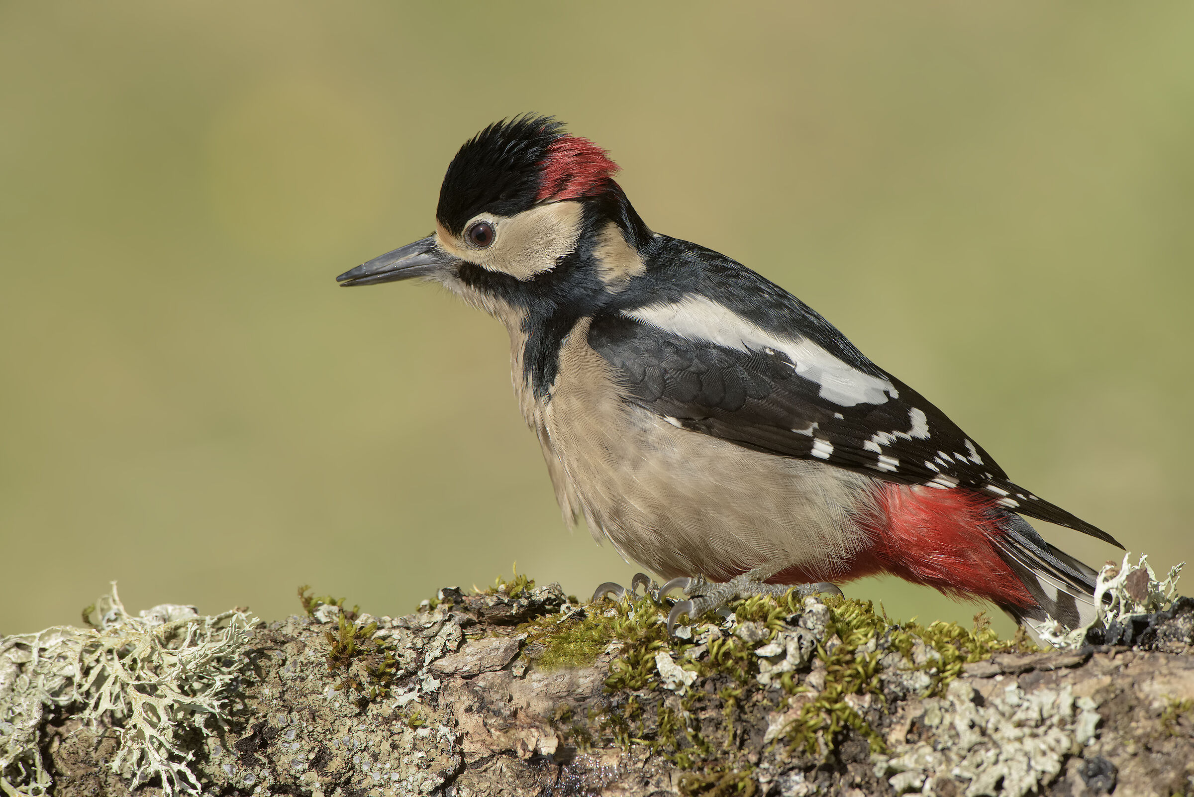 sardinian major red woodpecker...