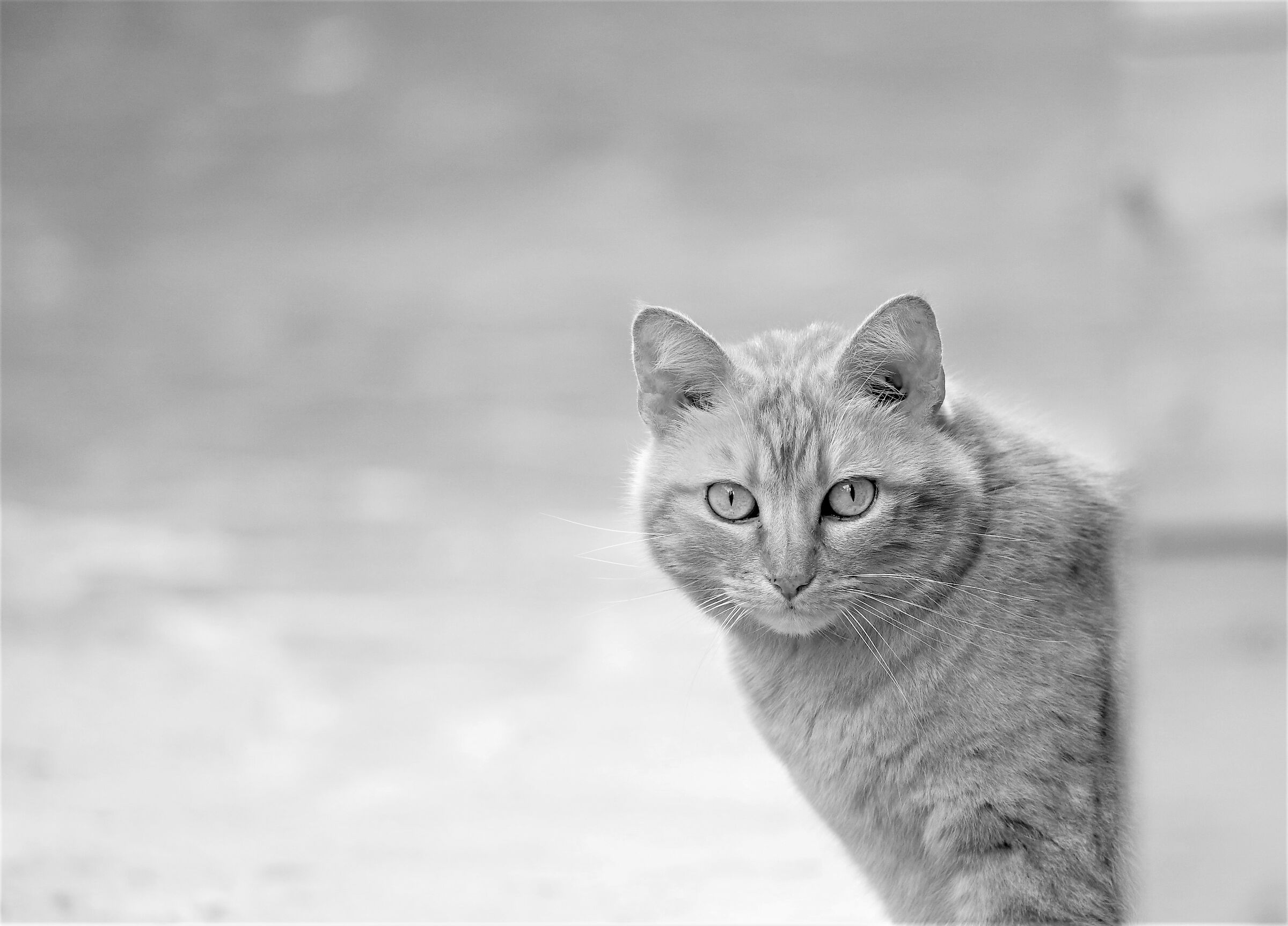 Siberia, I don't know why......