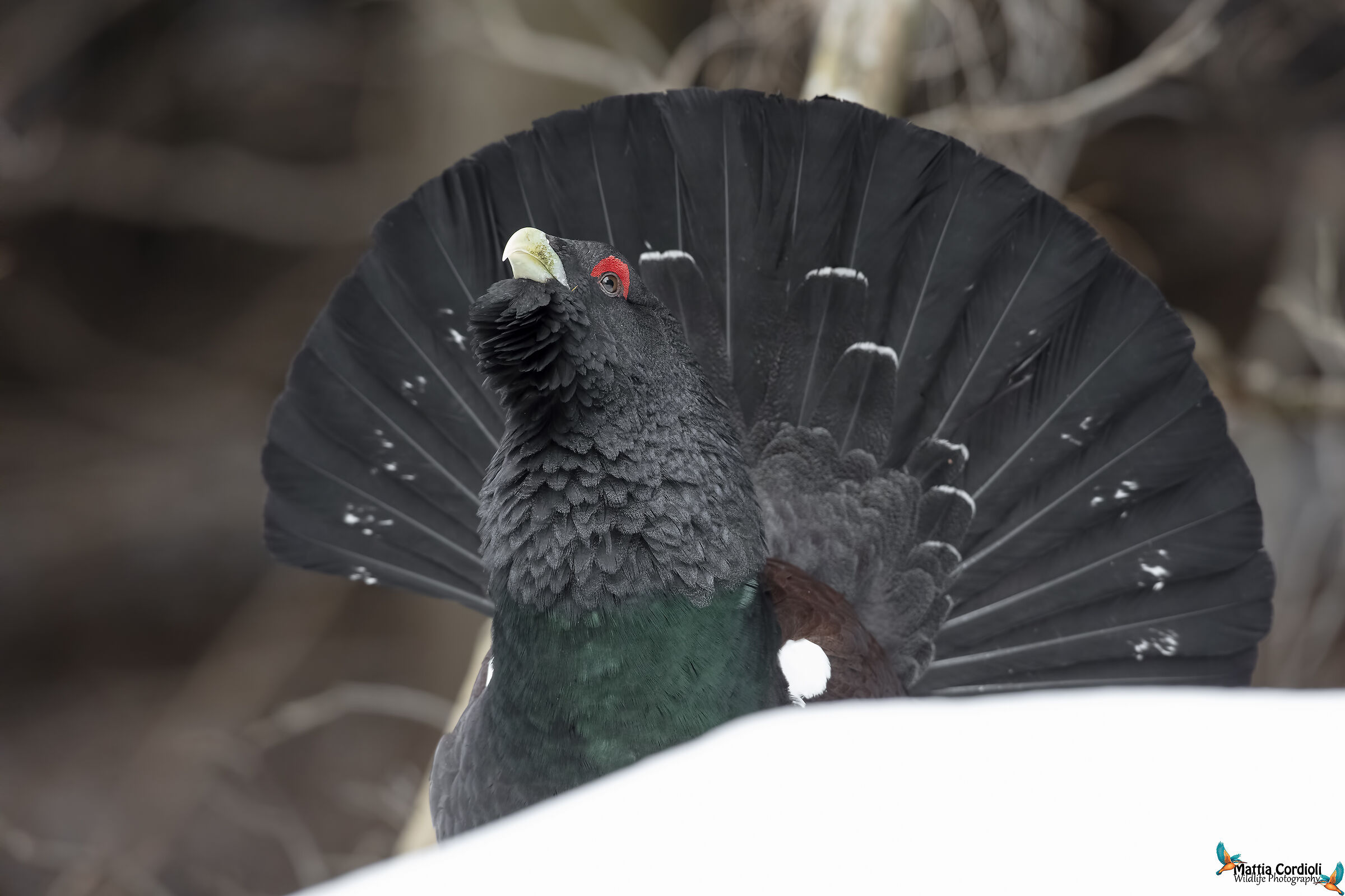 western capercaillie...