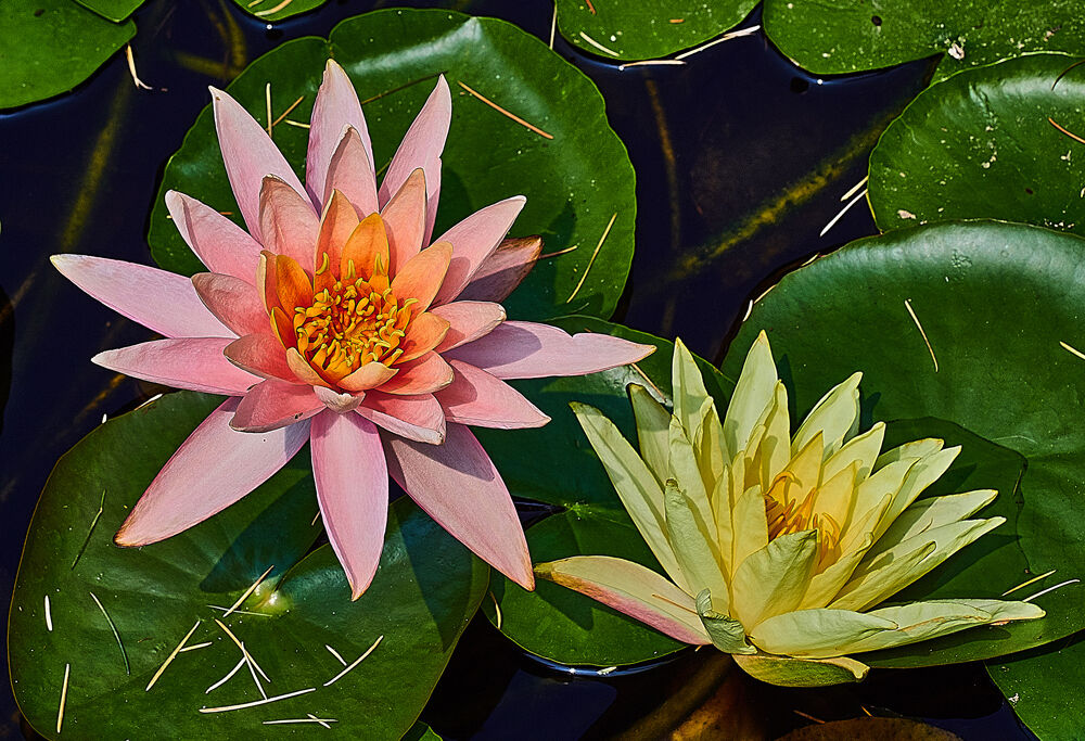 Two water lilies...