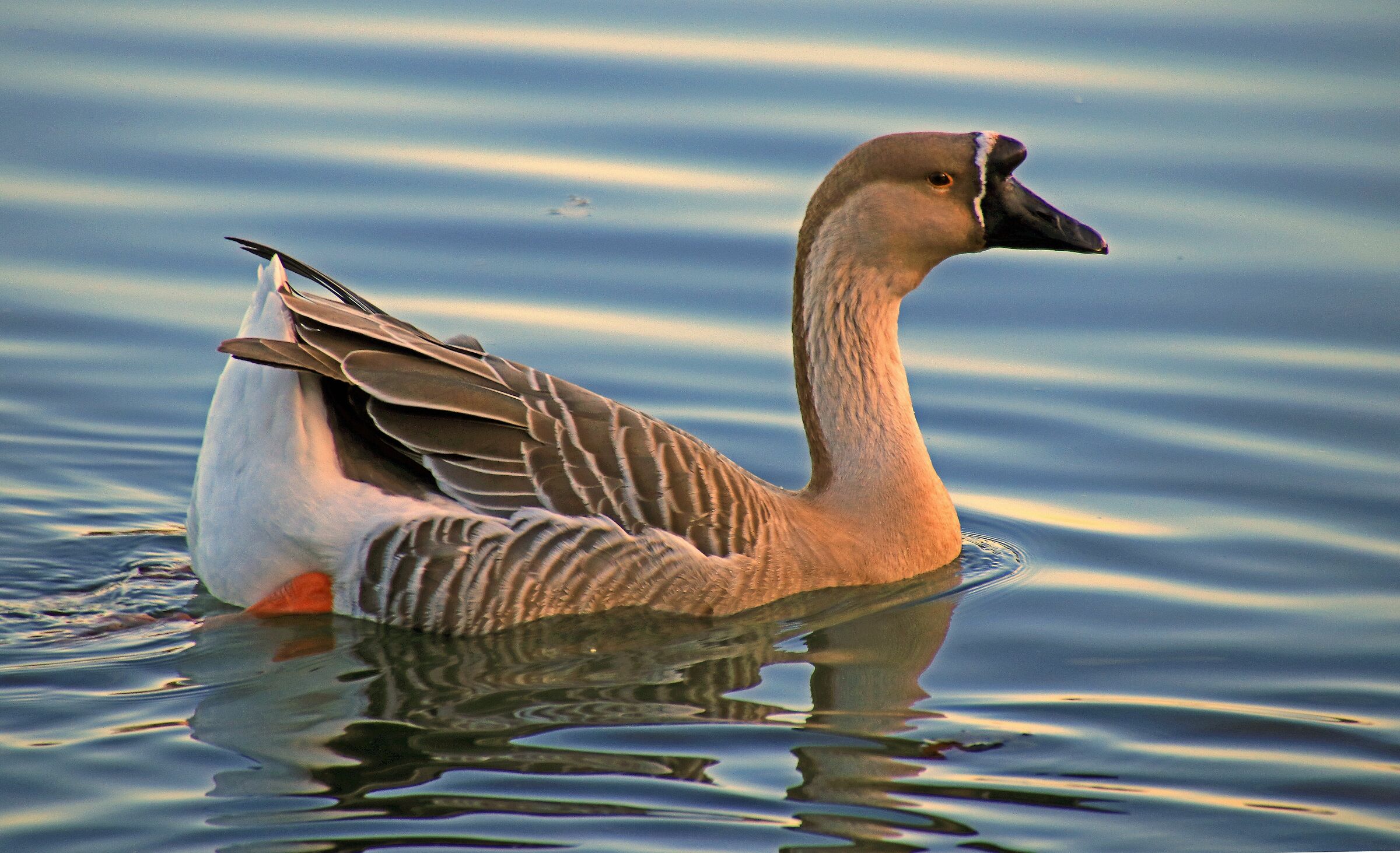 Swan Goose (Anser cygnoides)...