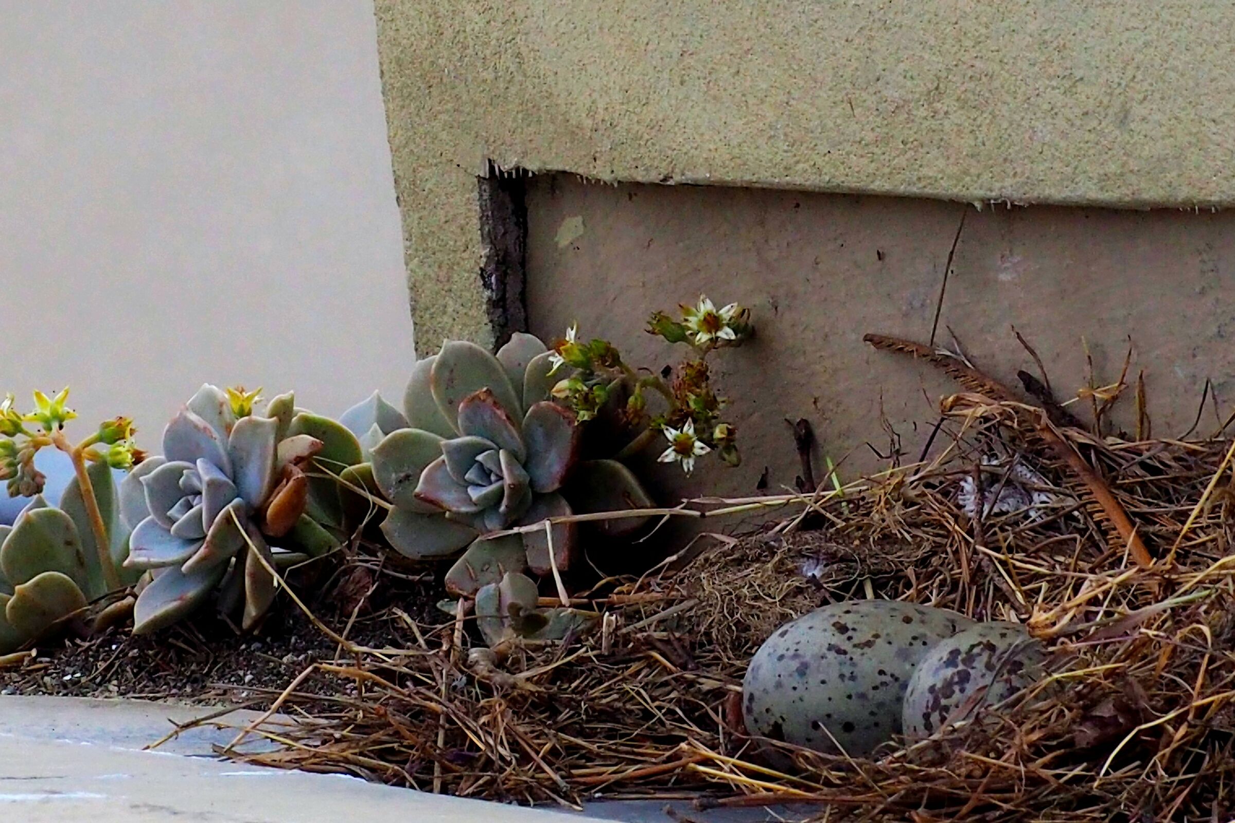 Il nido del gabbiano....