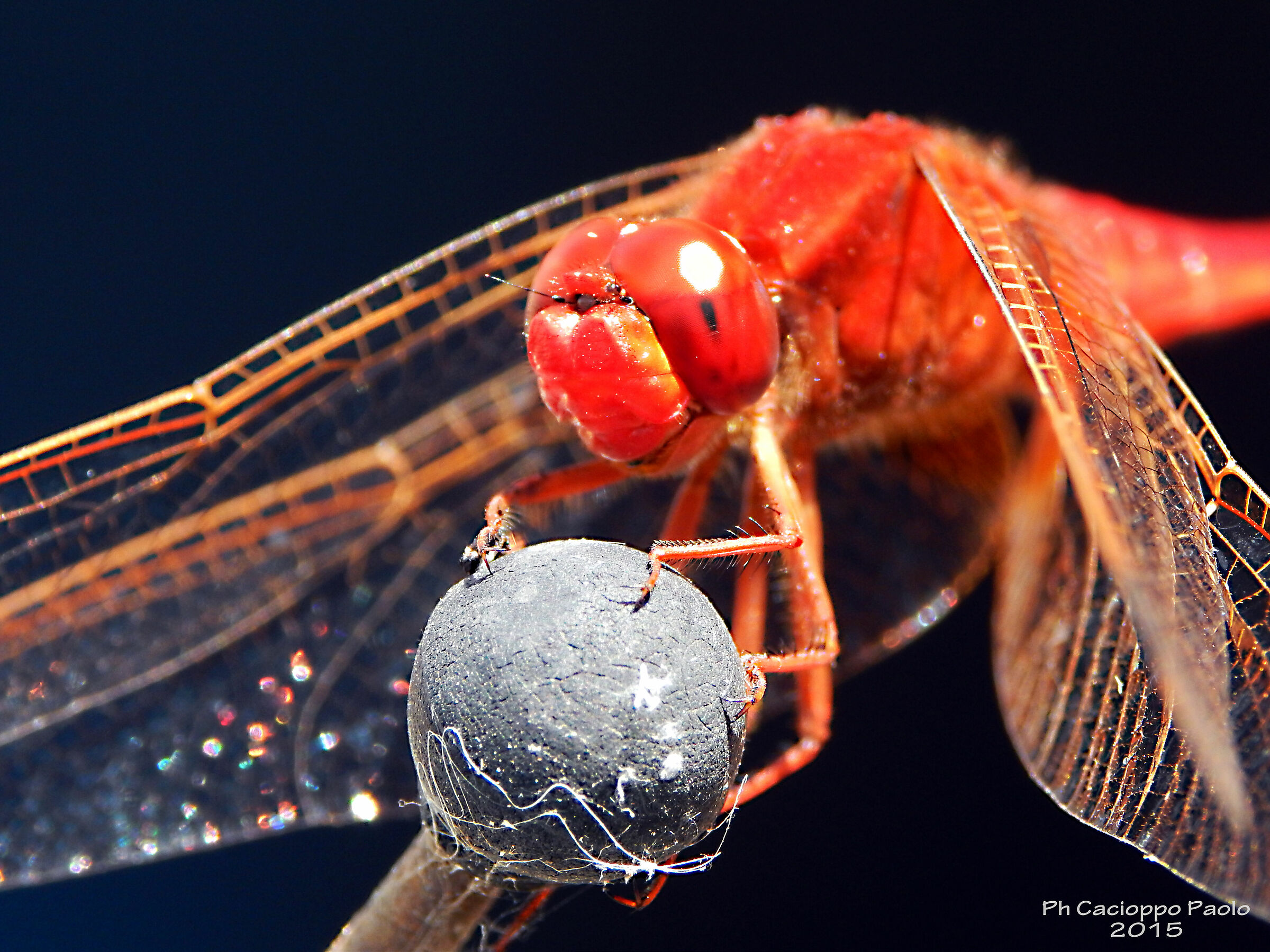 Dragonfly resting on antenna 2...