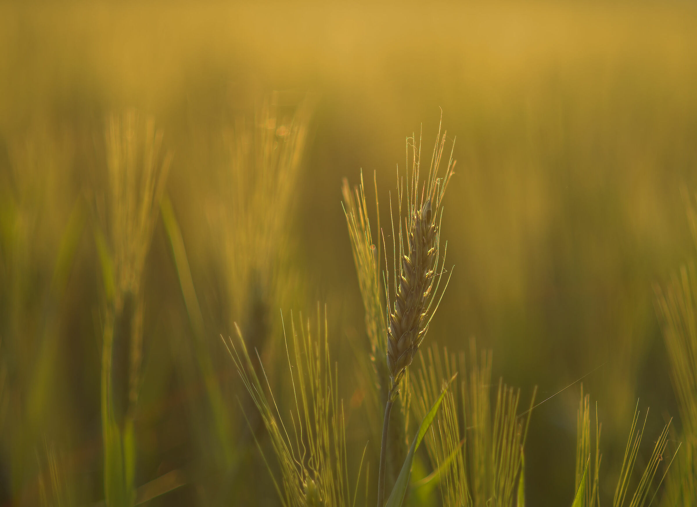 Wheat field...