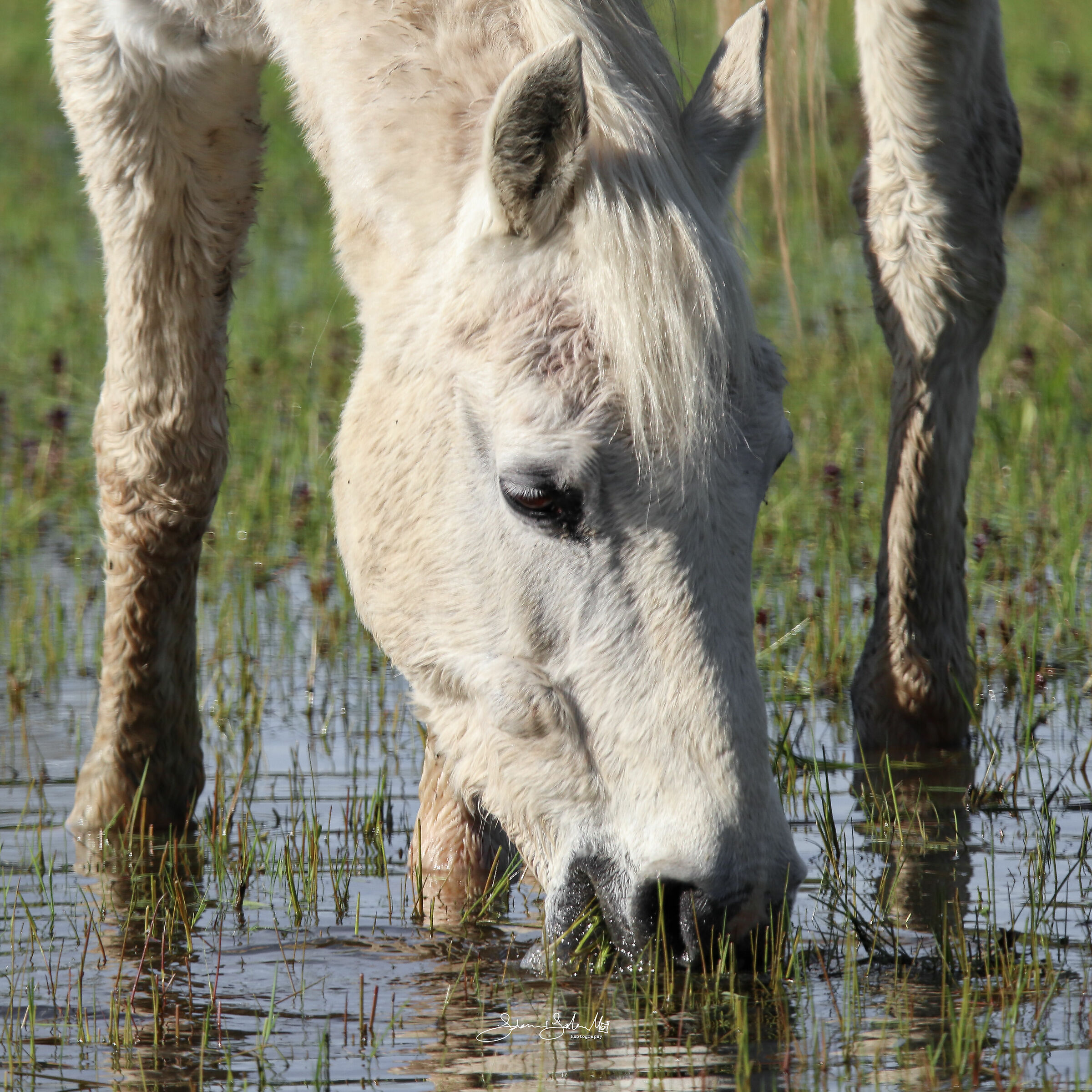 Thirst (Equus ferus caballus, Linnaeus, 1758)...